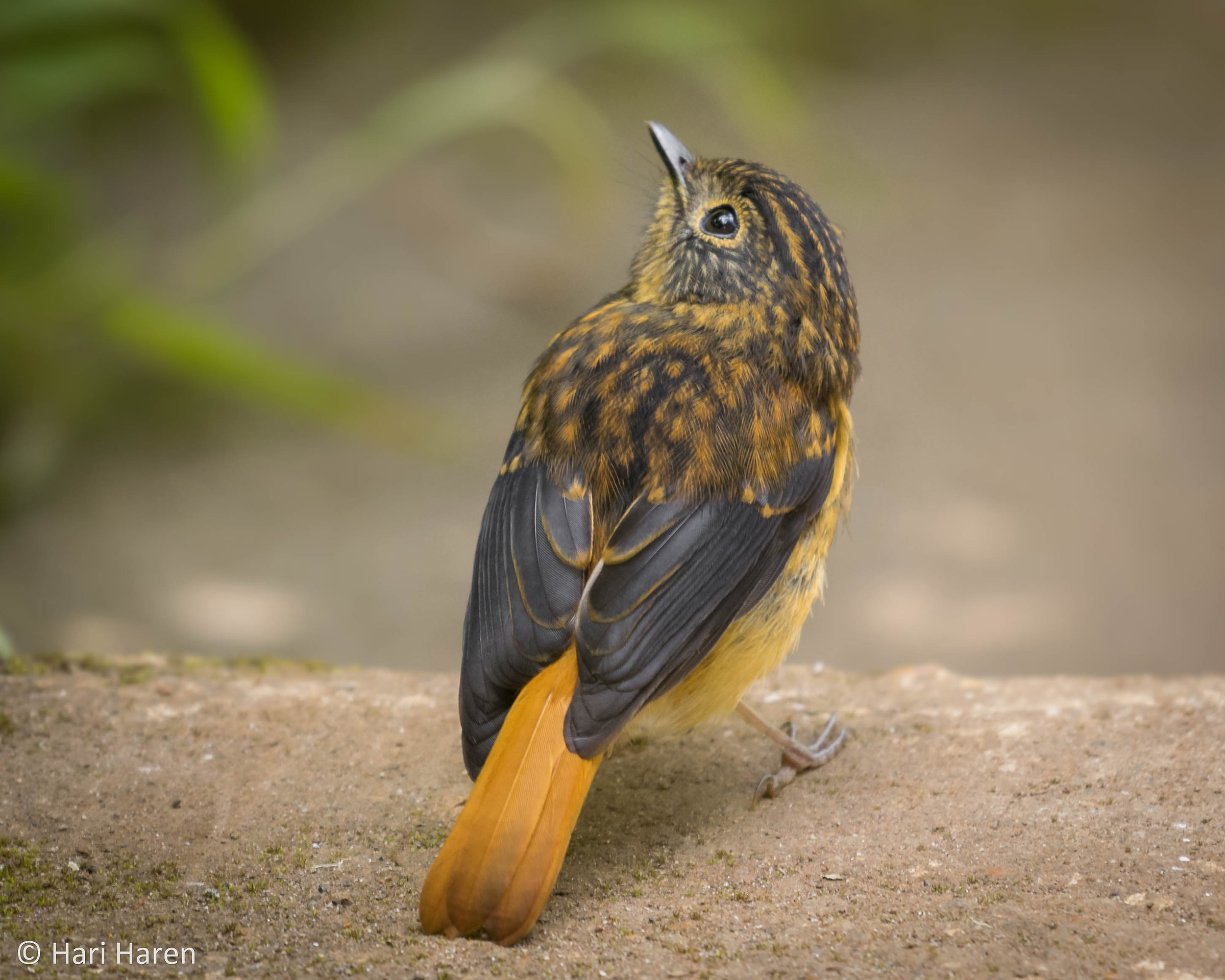 Black-and-orange flycatcher