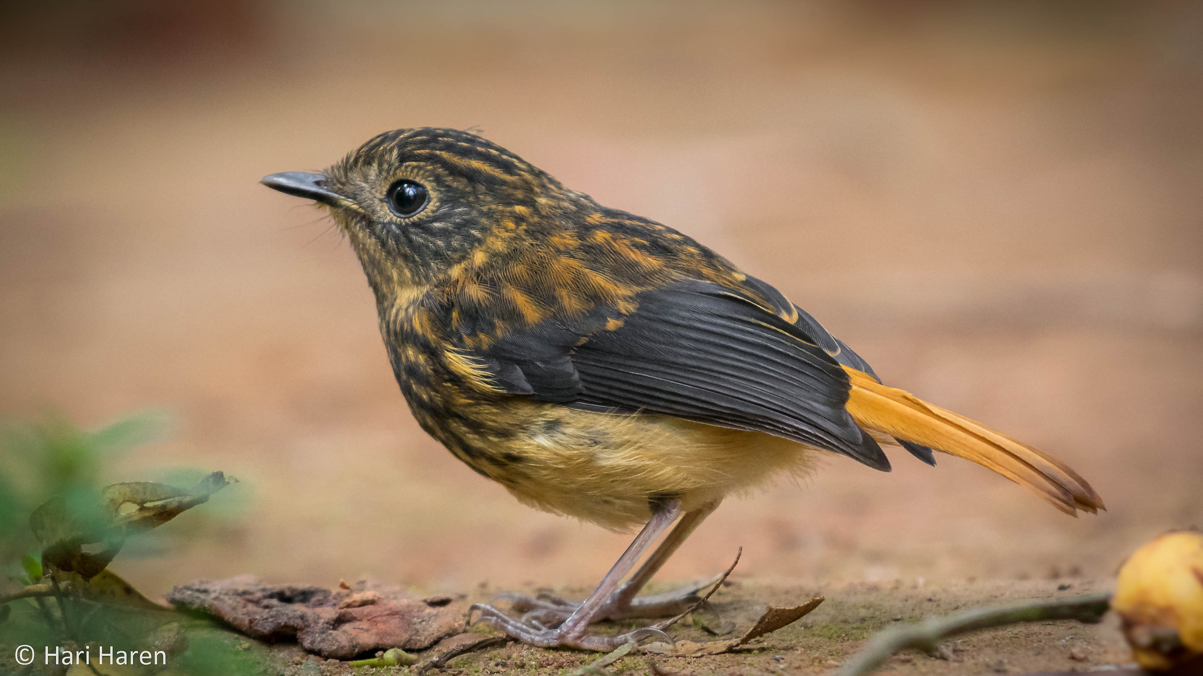 Black-and-orange flycatcher