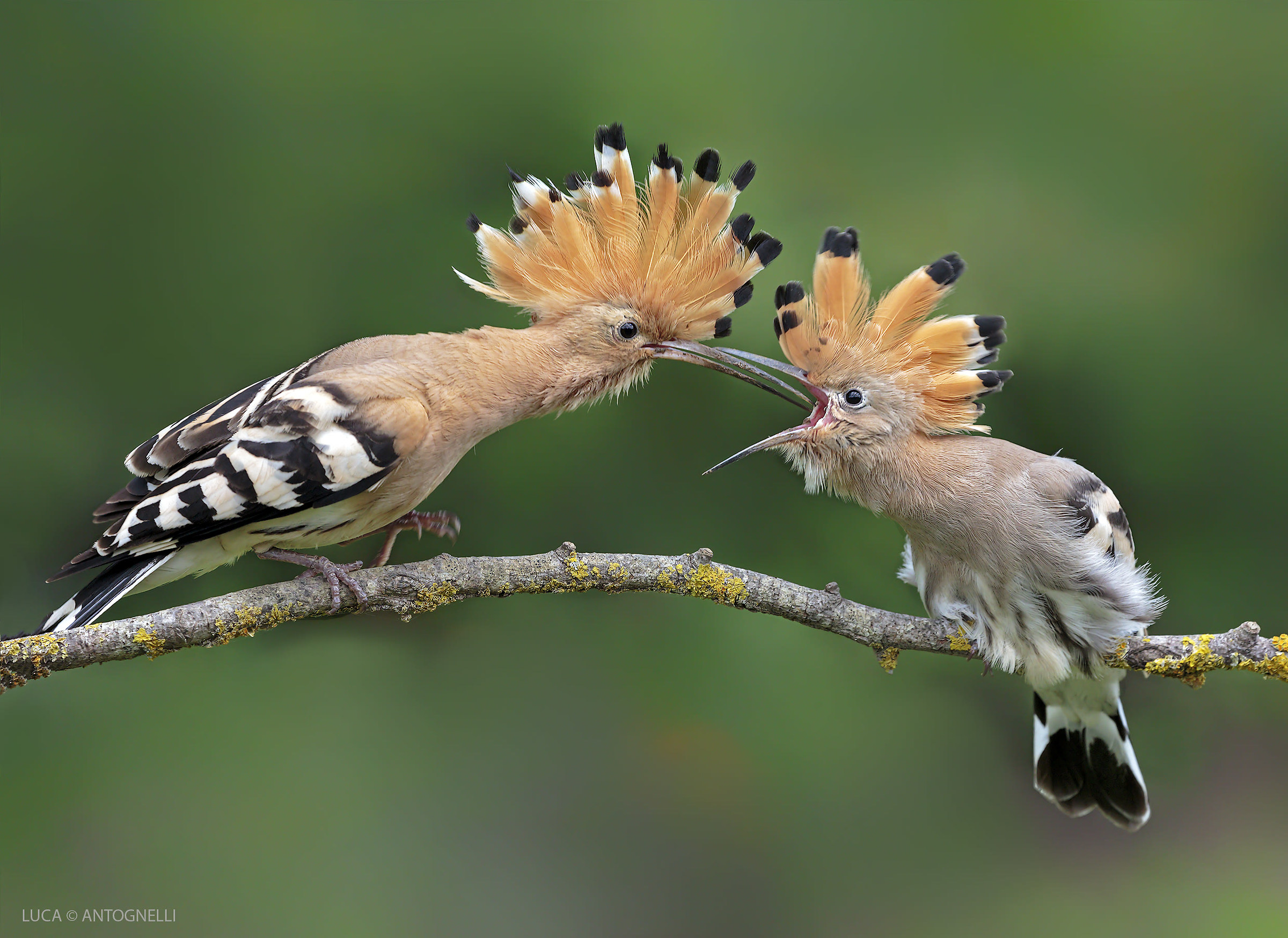 Il Papà  ed il piccolo di Upupa.
