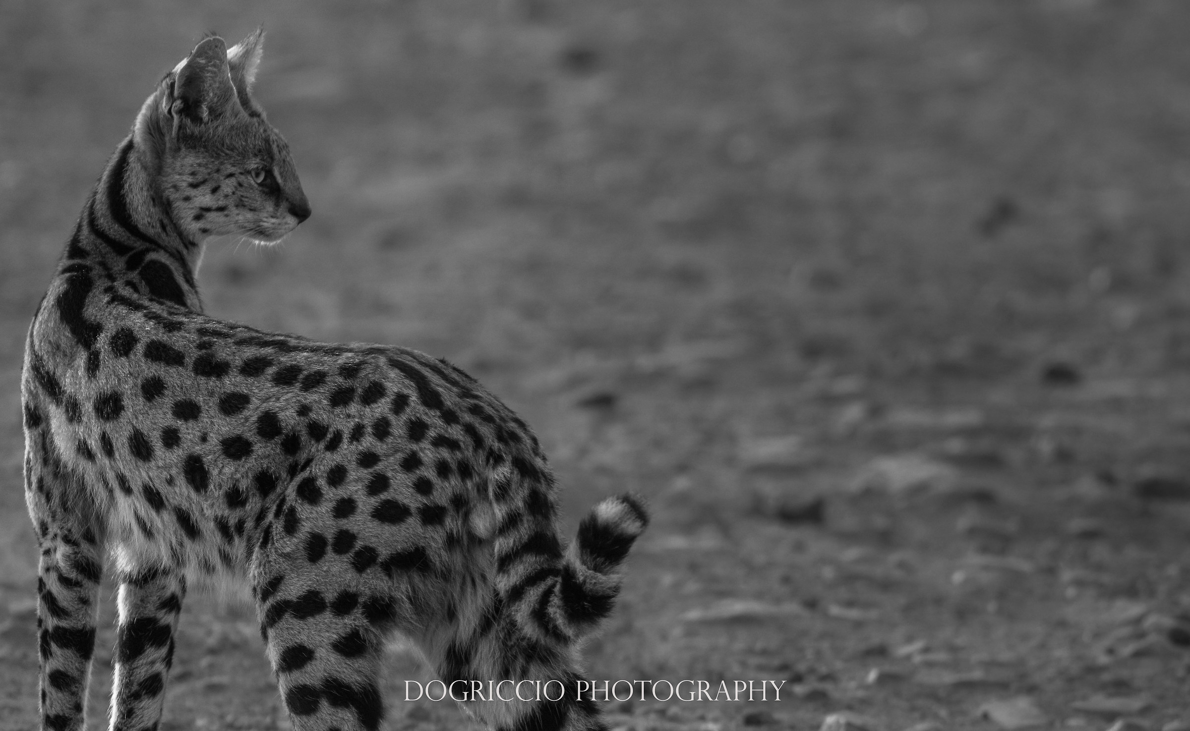 Serval hunting at sunset
