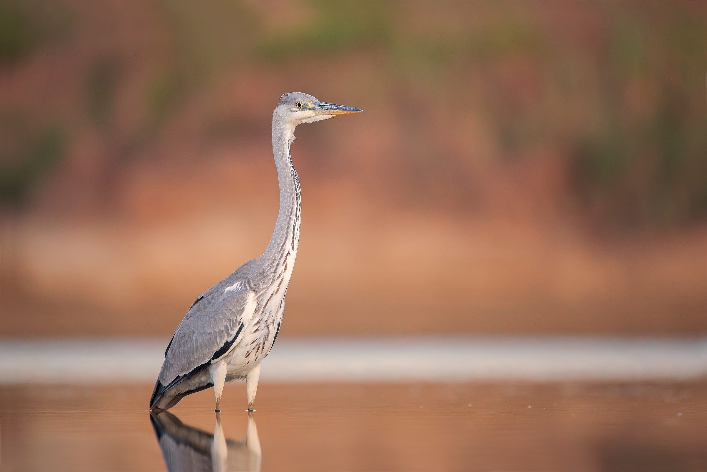 Grey Heron
