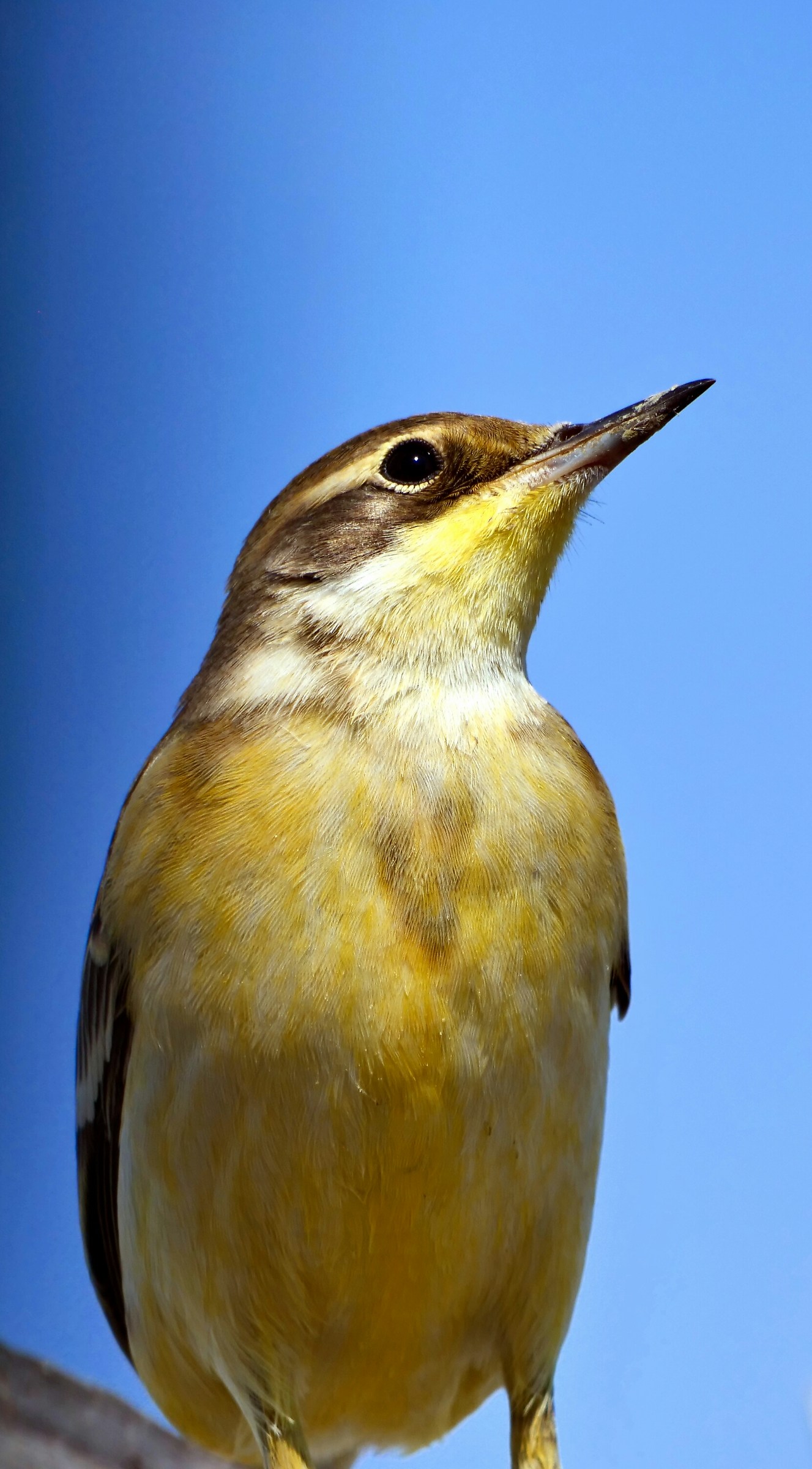 Yellow Wagtail