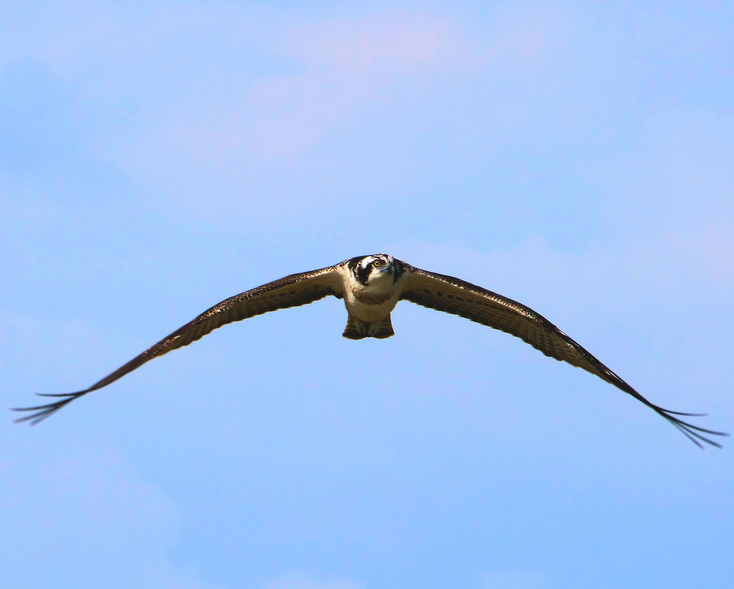Osprey in flight