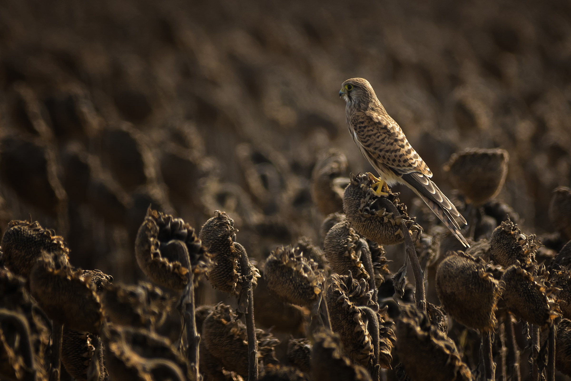 il gheppio e i girasoli