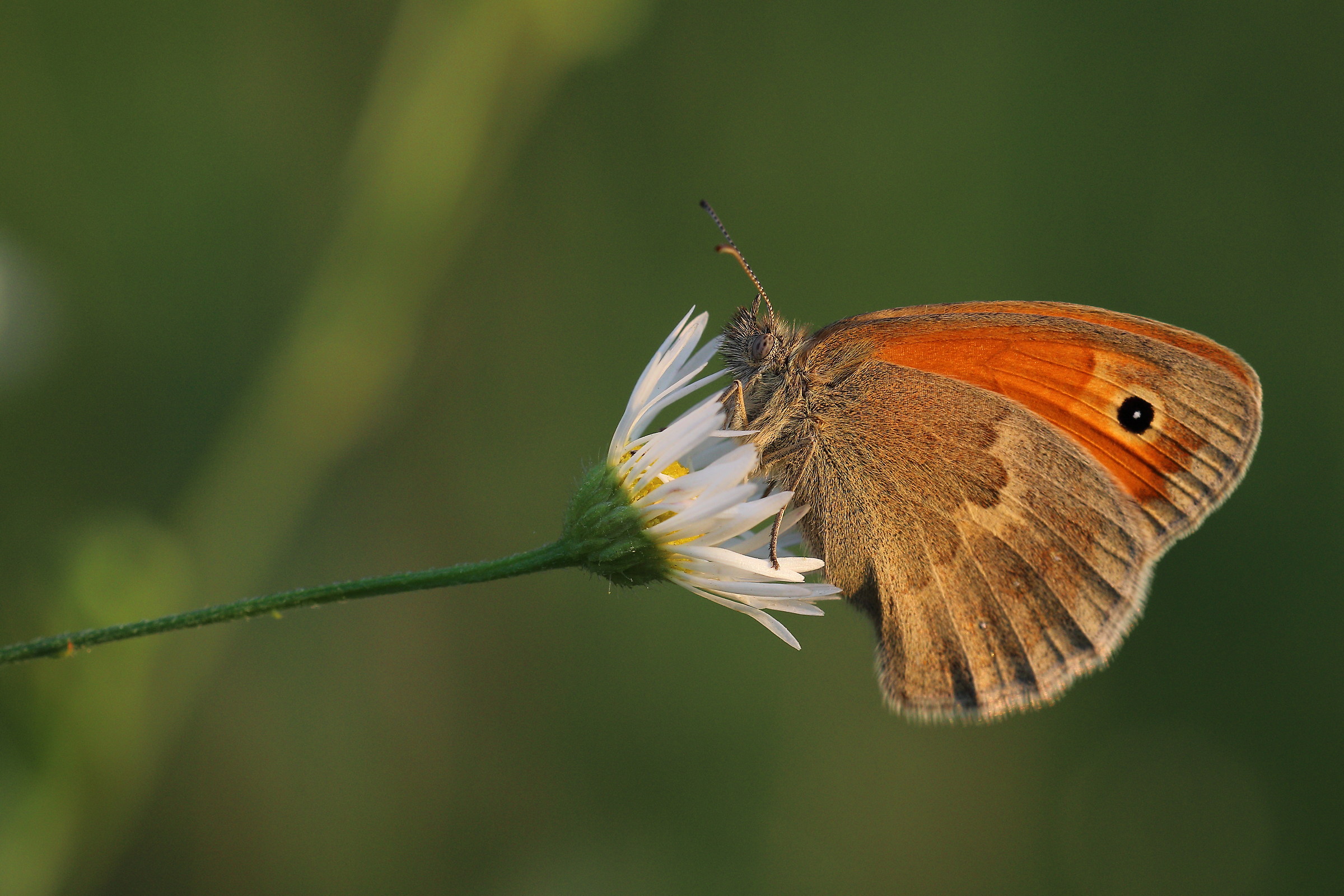 Coenonympha Pamphilus