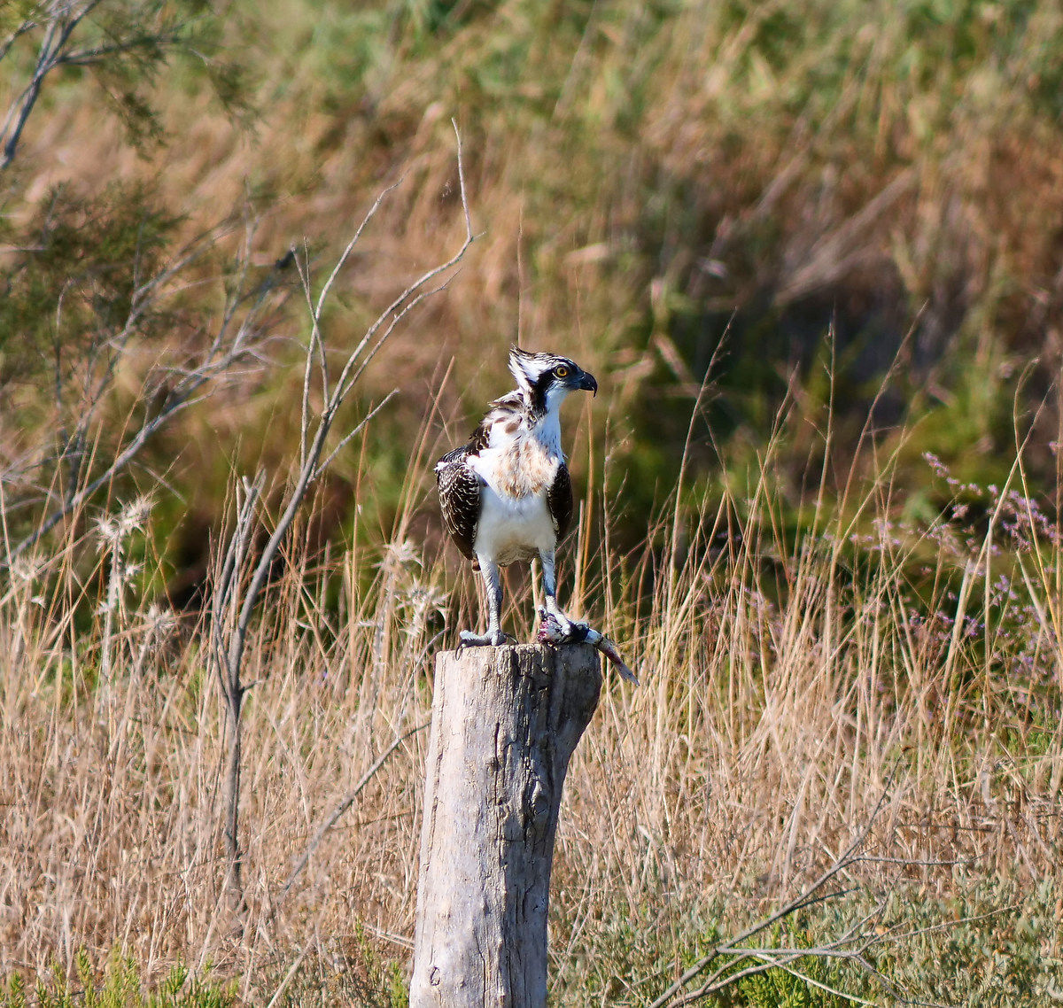 Osprey on posed with Cephalus