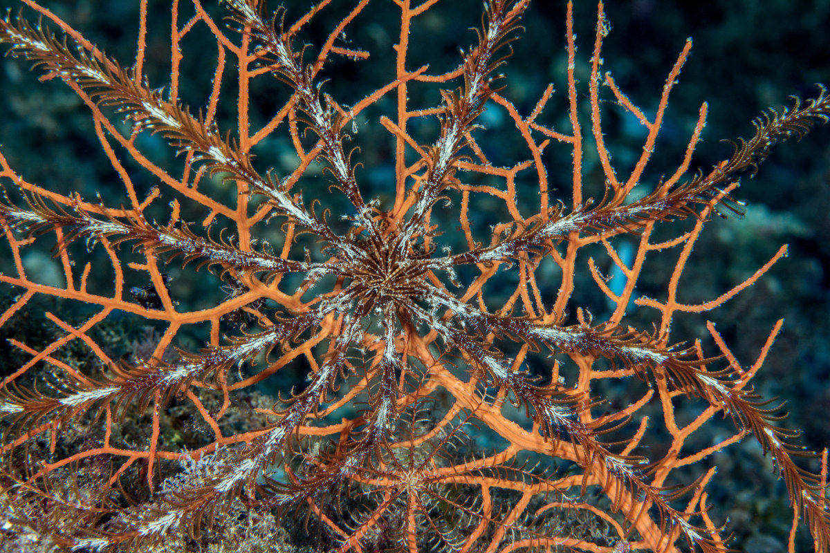 Crinoides on Gorgonia