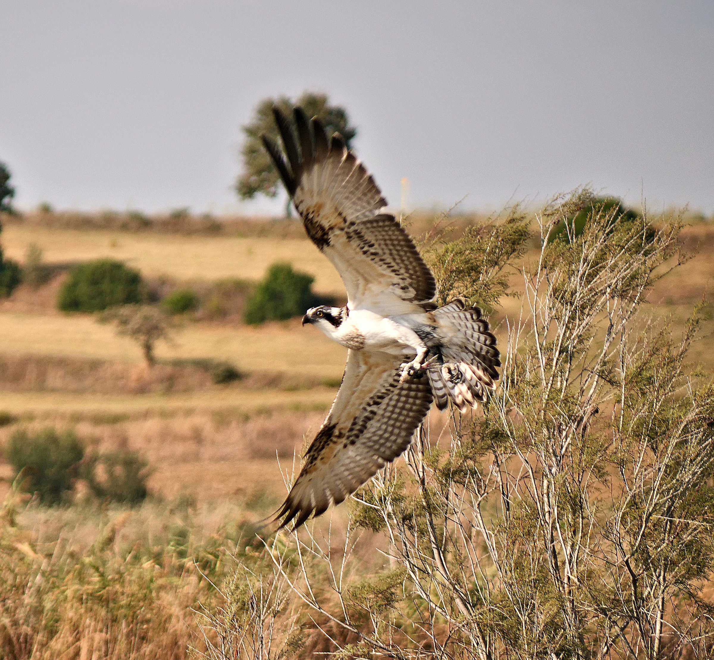 Osprey on takeoff