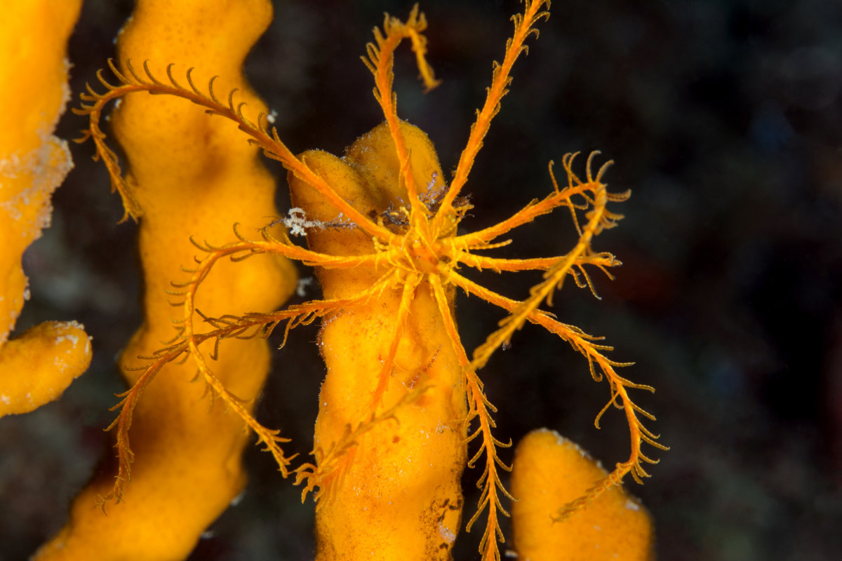 Crinoid on Sponge