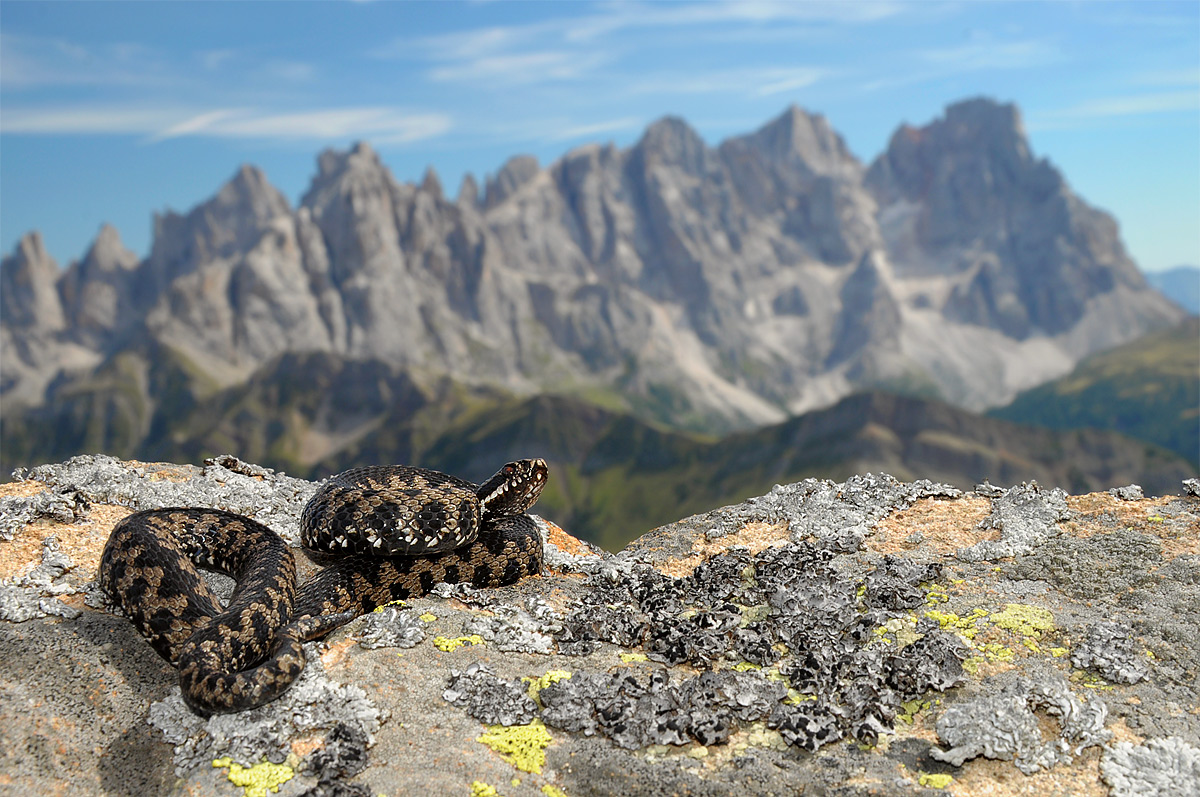 Viper and the Pale di San Martino
