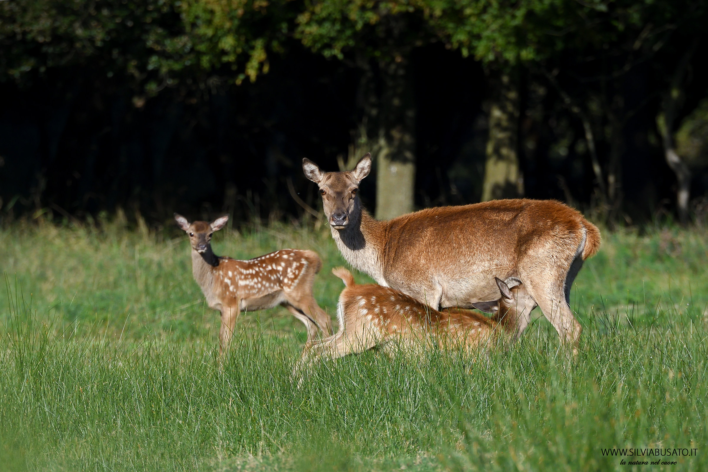 Cervi - Una piccola pausa prima della grande fuga