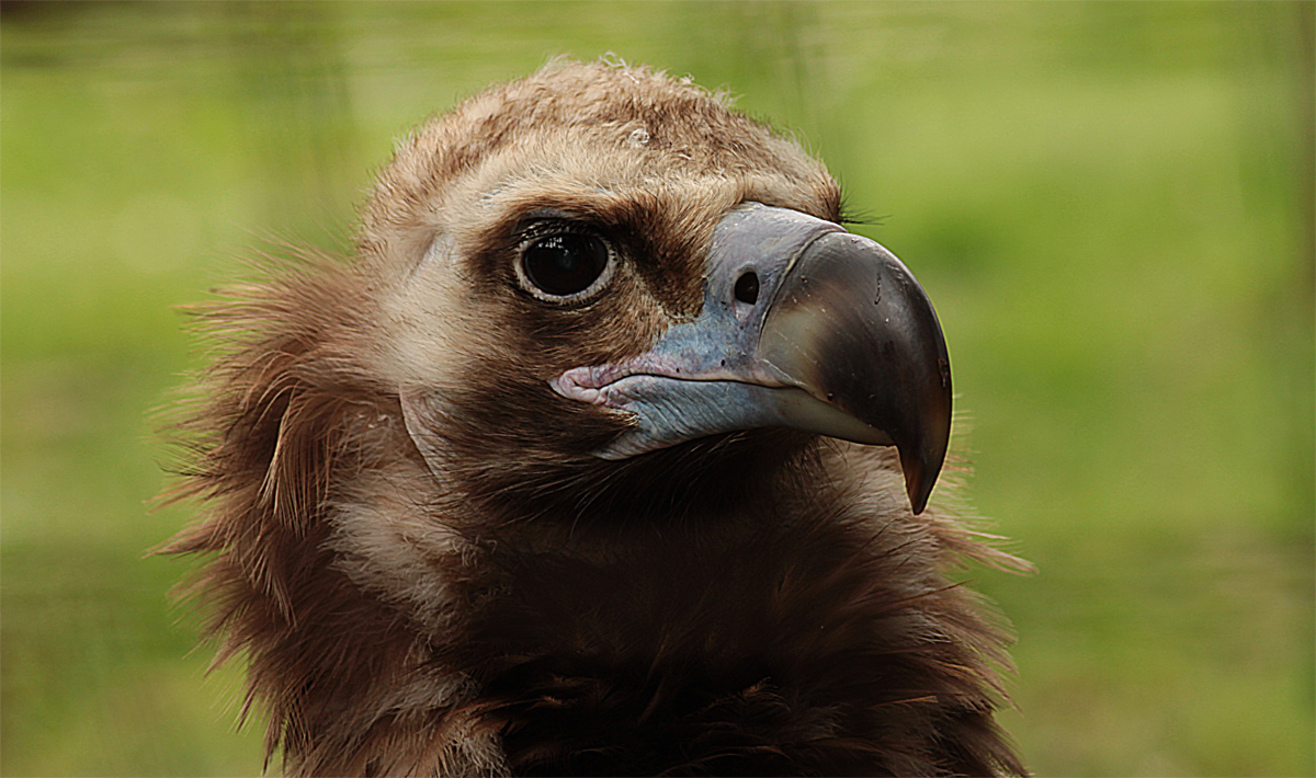 verso la libertà ...