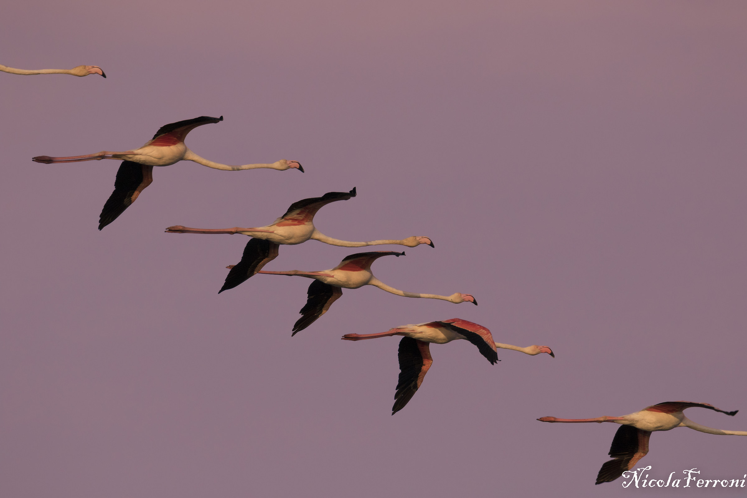 Scala ciclica di fenicotteri