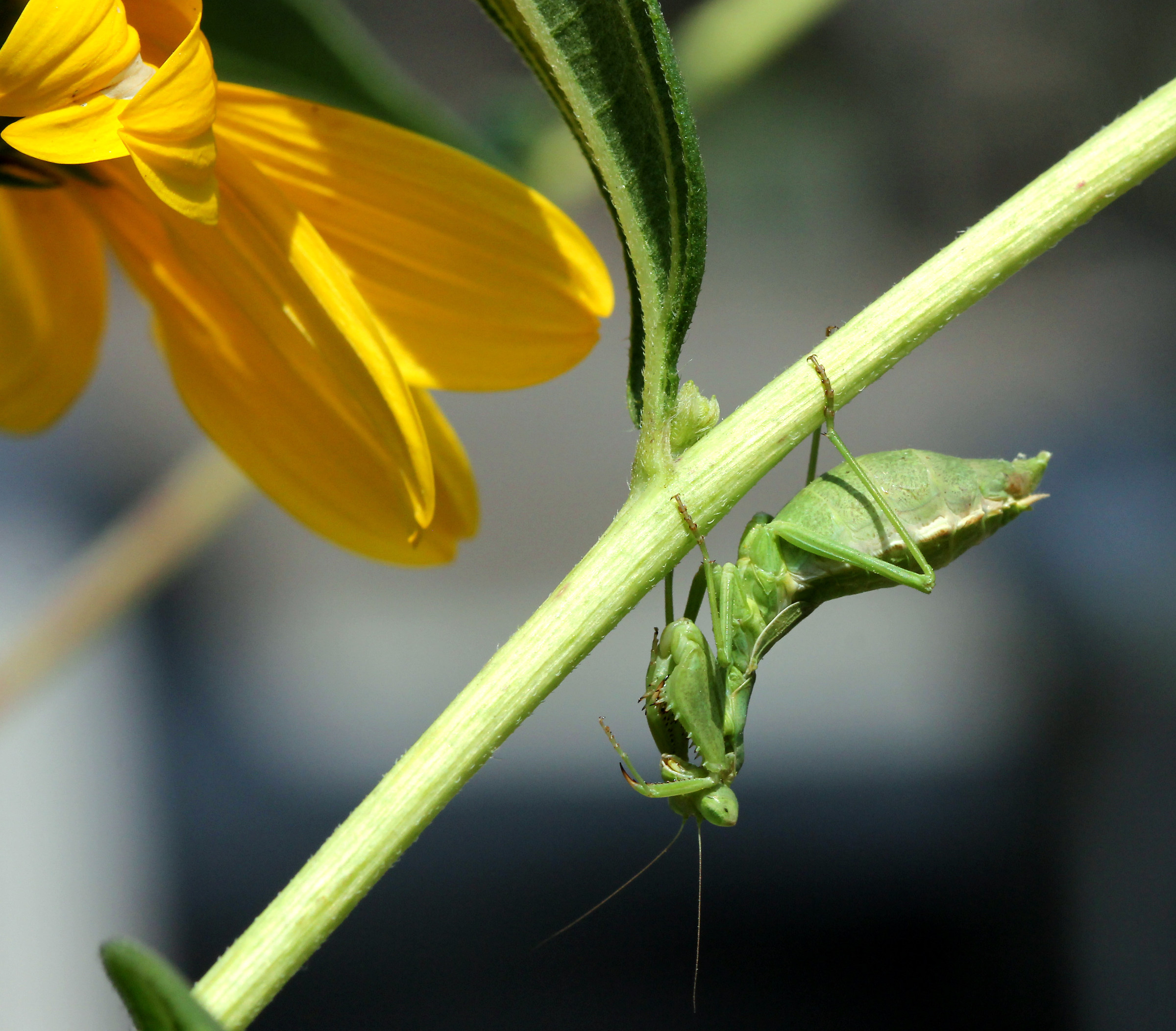 Praying mantis.