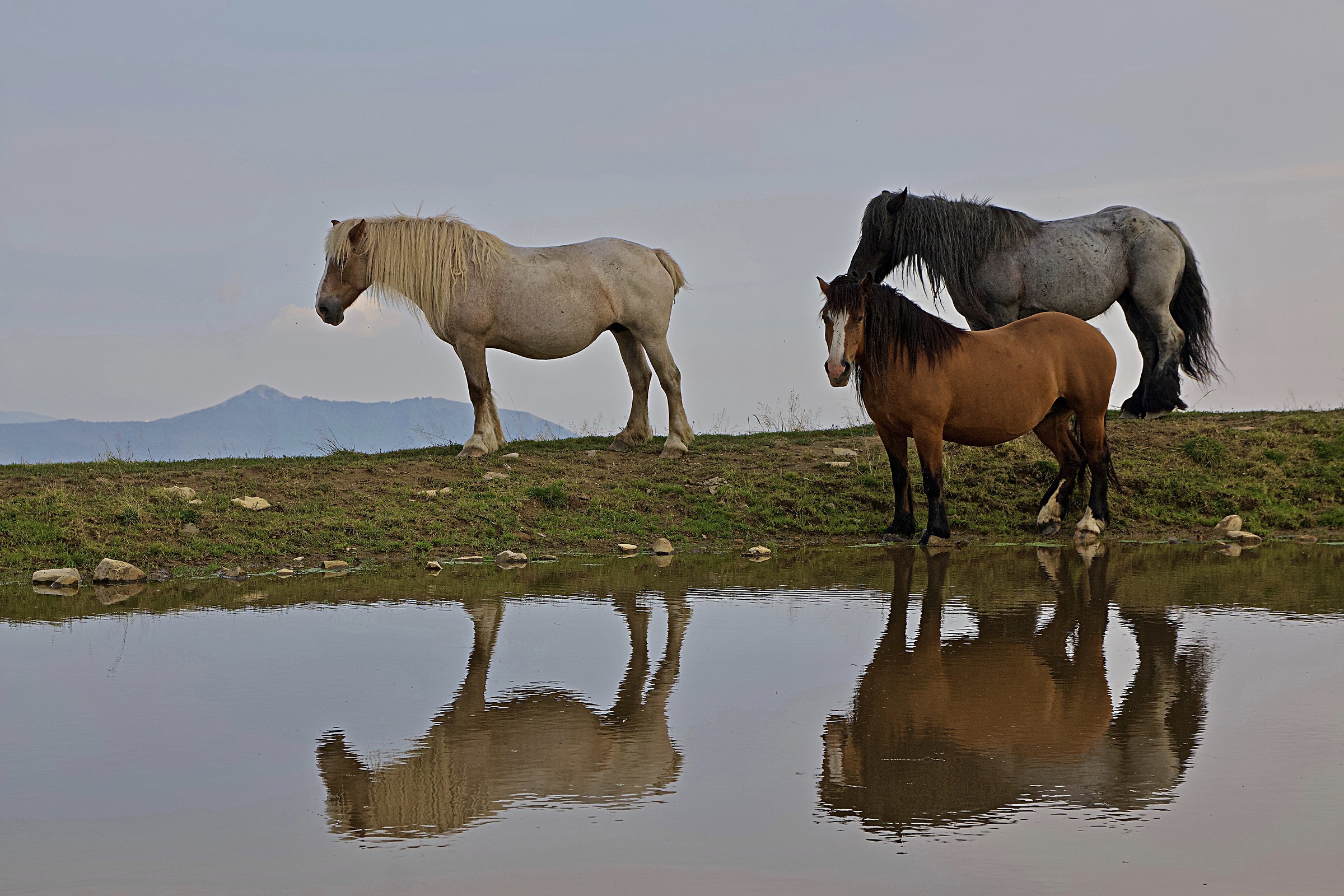 questione di riflessi