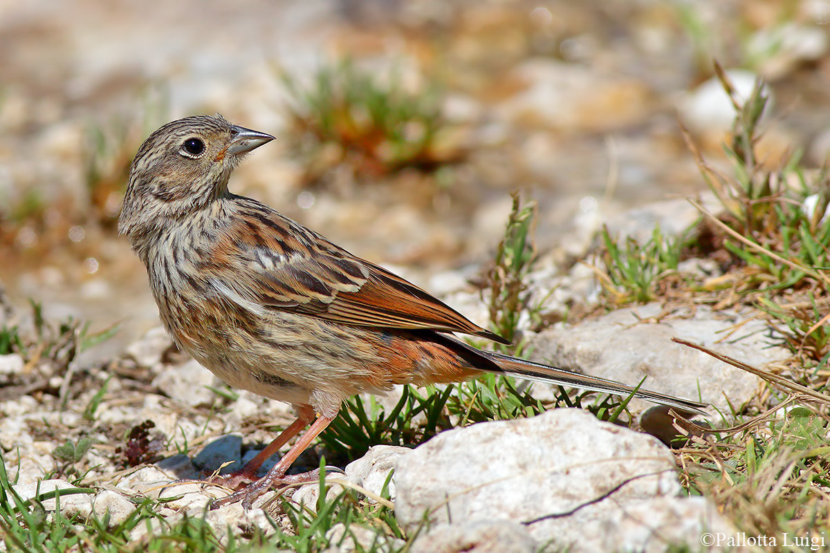 Zigolo muciatto giovane (Emberiza cia)