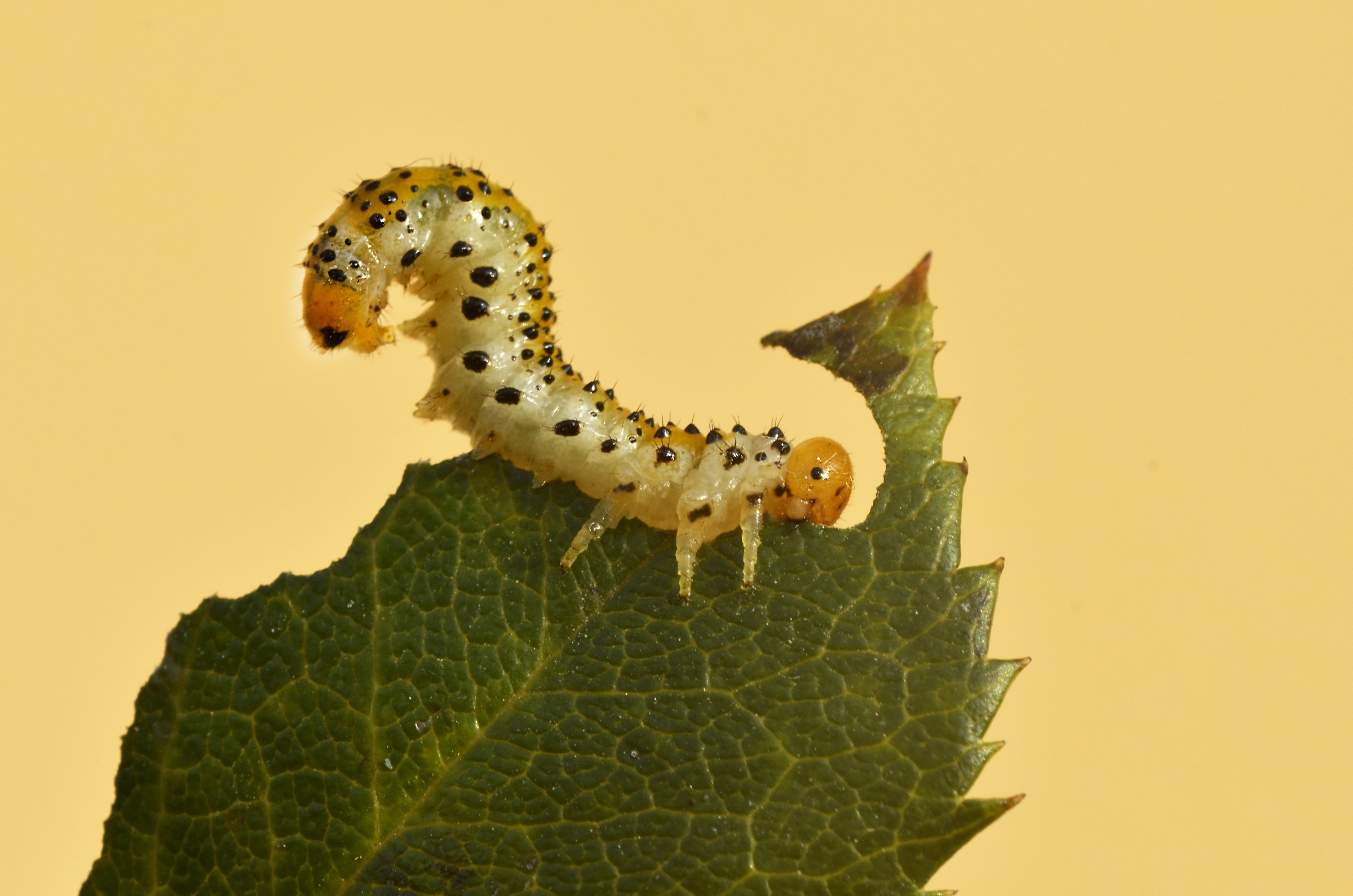 larva di argide della rosa