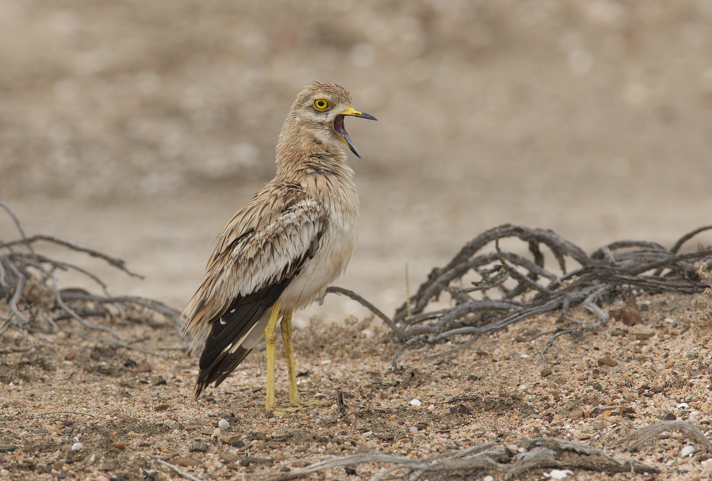 Occhione (Burhinus Oedicnemus)