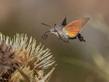 Macroglossum stellatarum