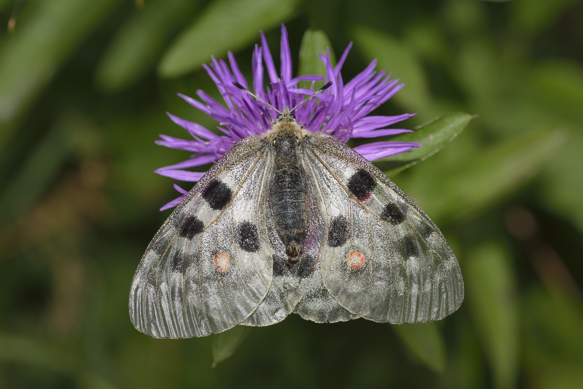 Apollo with open wings..