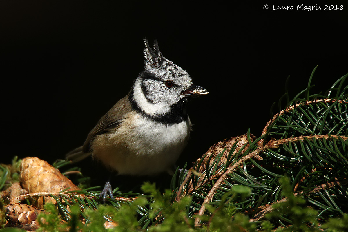 Cincia from the Tuam