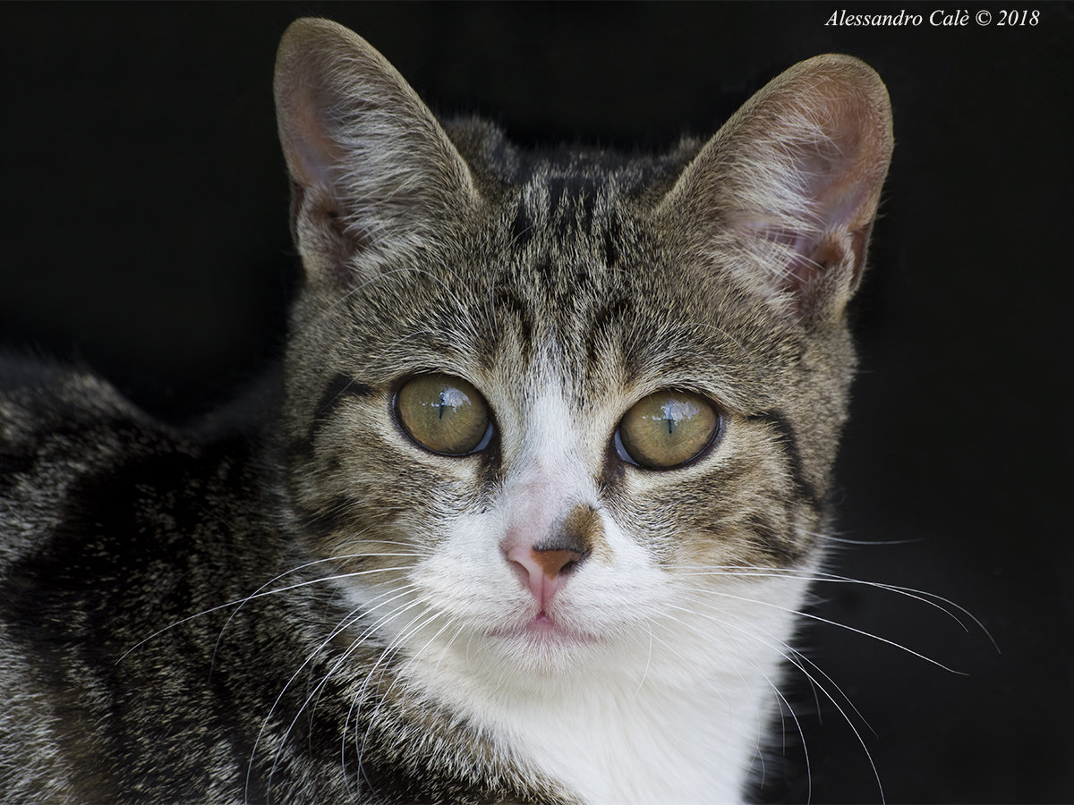 ...giovane gattina 3142