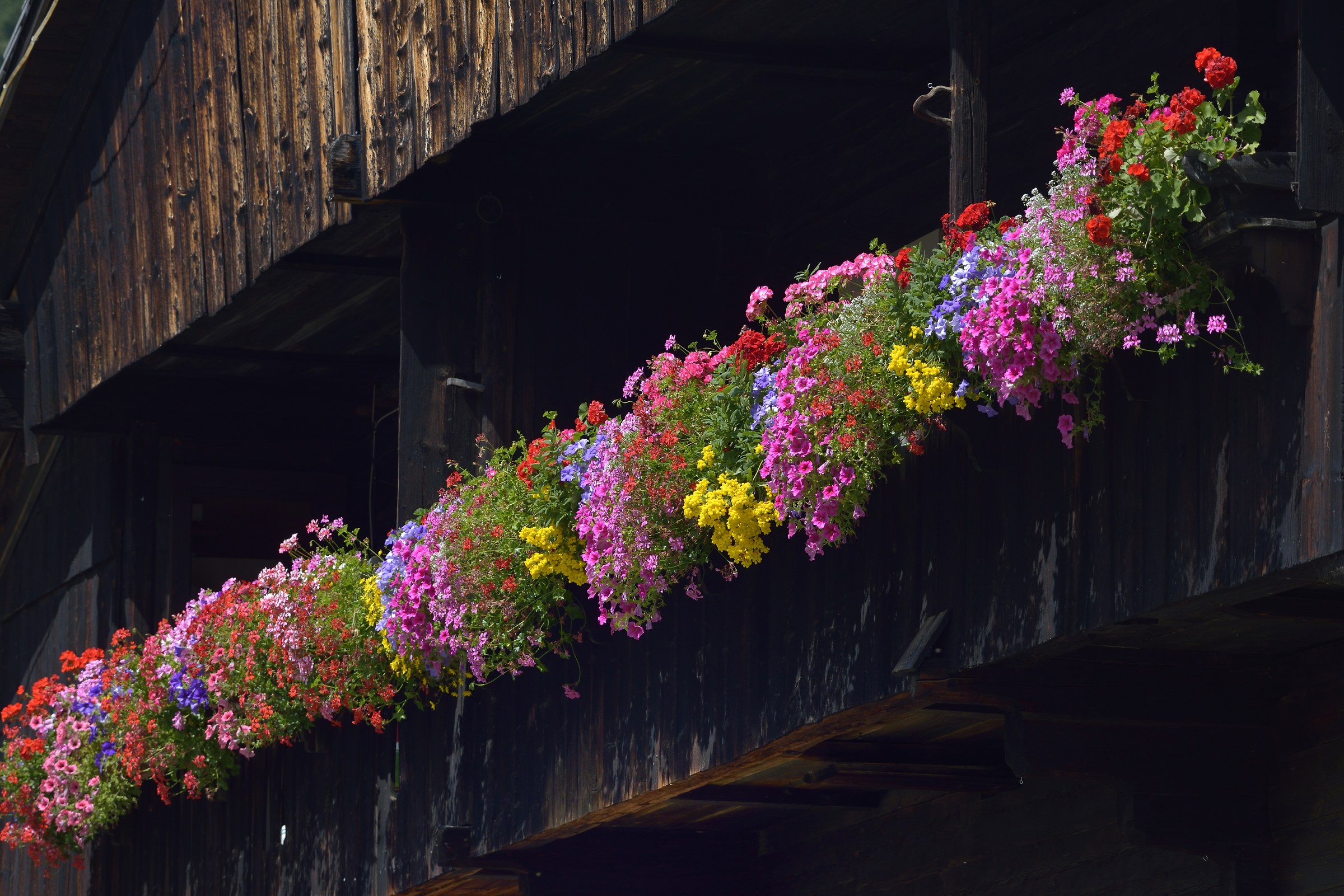 particolari montani...