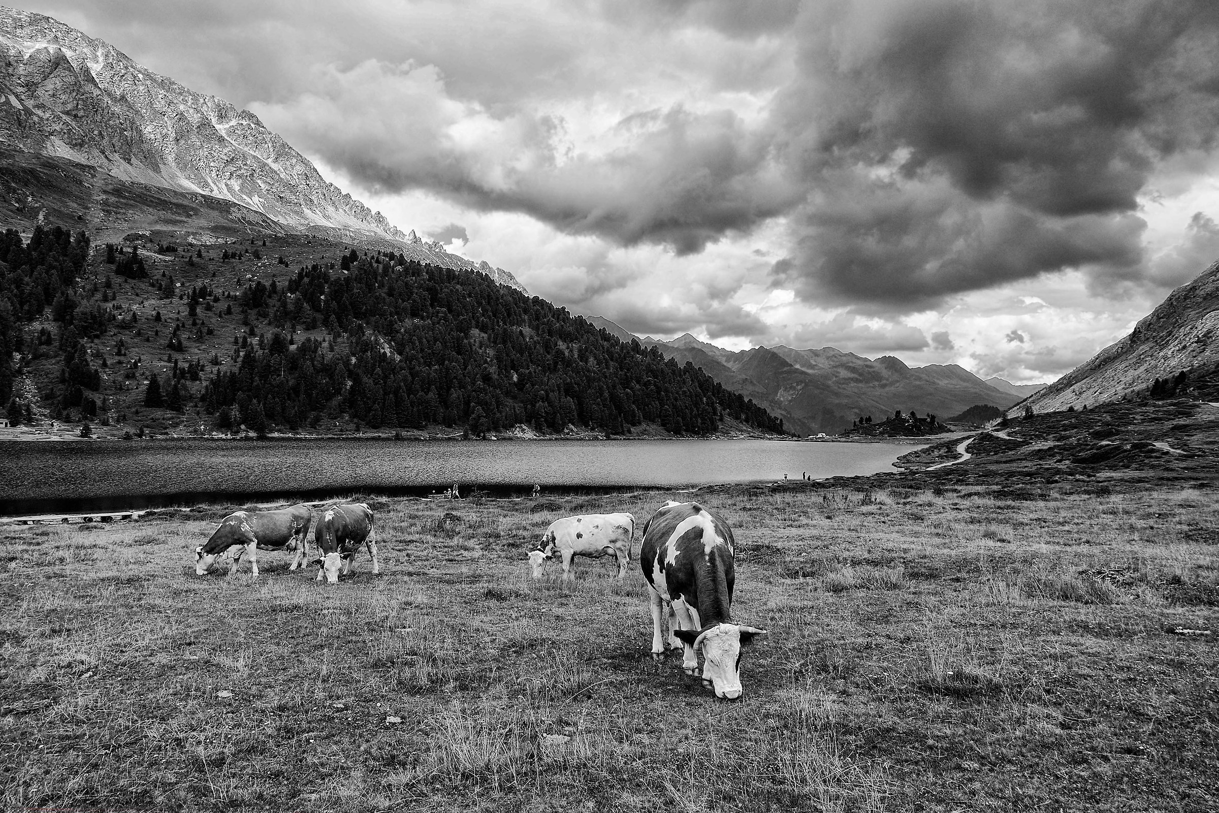 Pascolo al lago di Obersee (Austria)