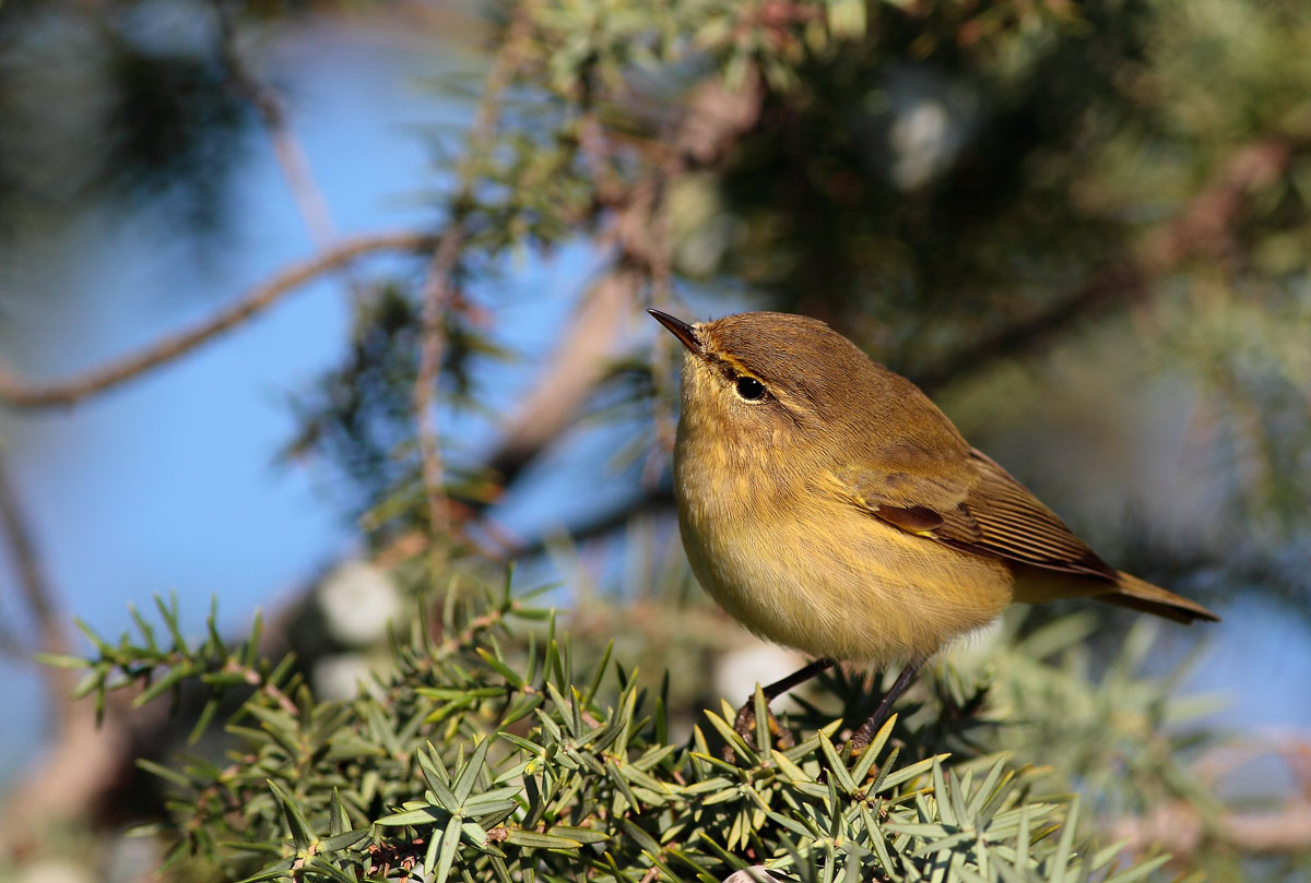 Chiffchaff