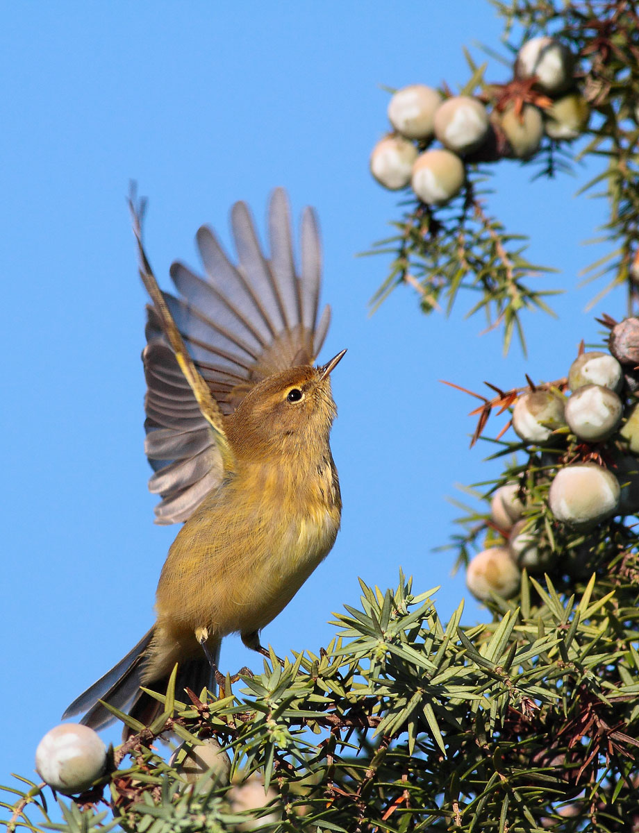 Chiffchaff