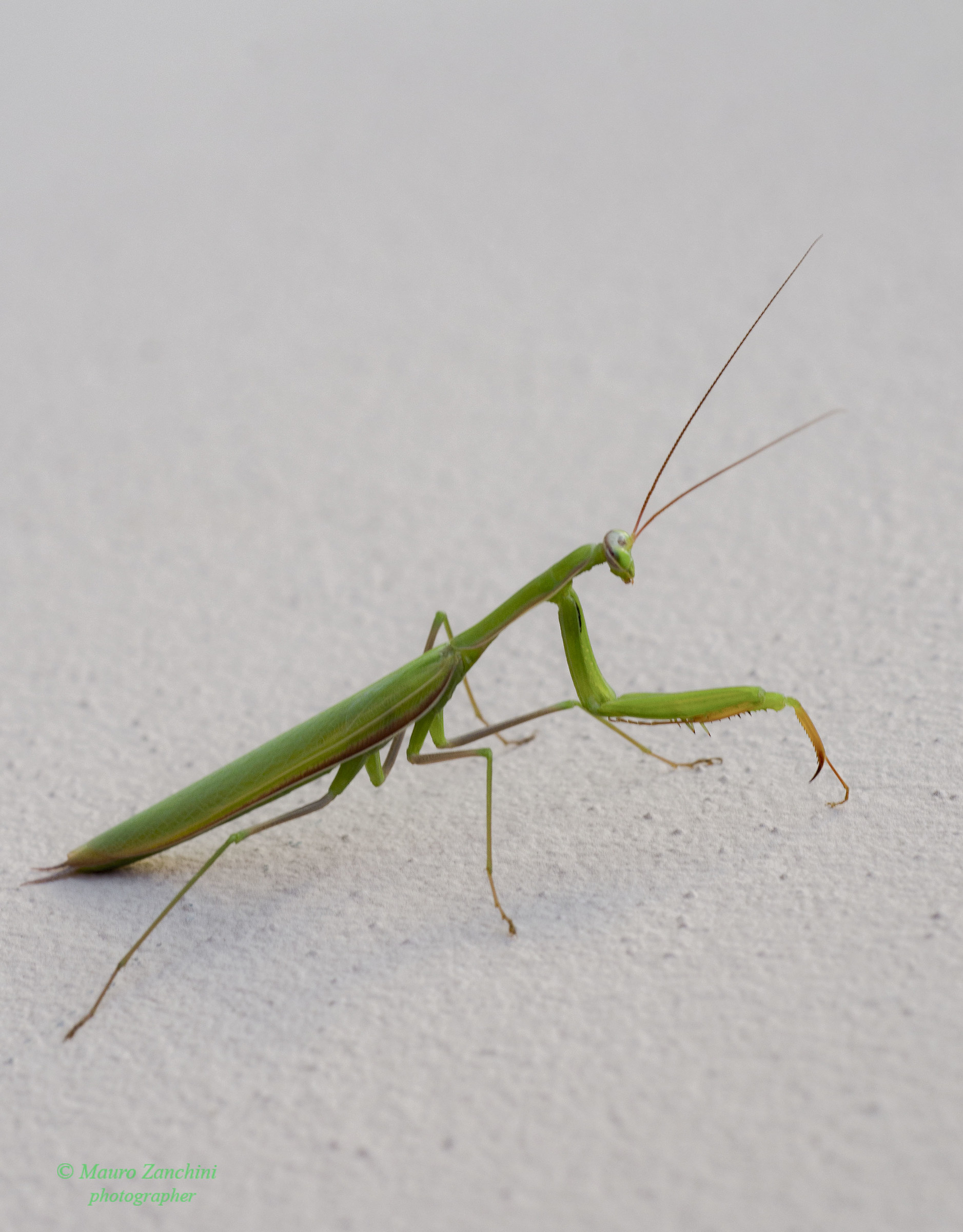 Praying Mantis