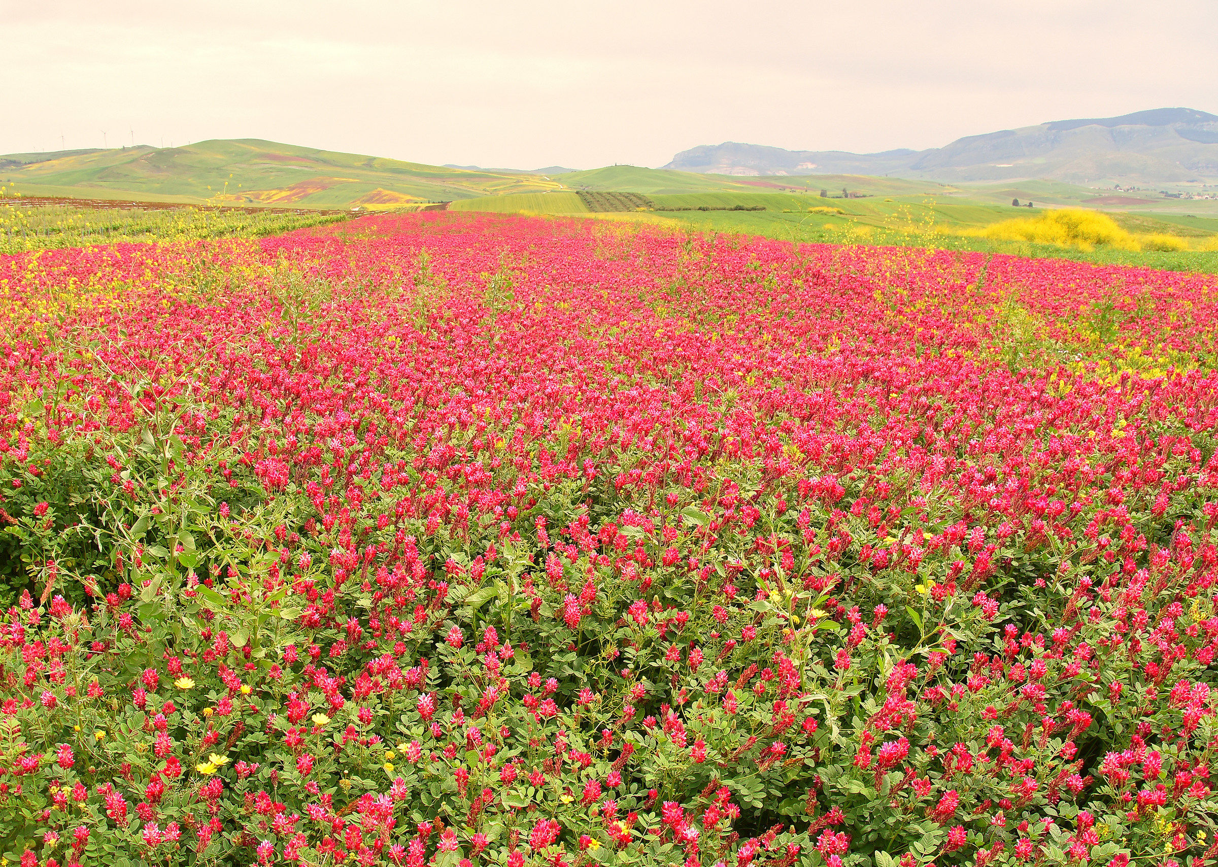In the Sicilian camps