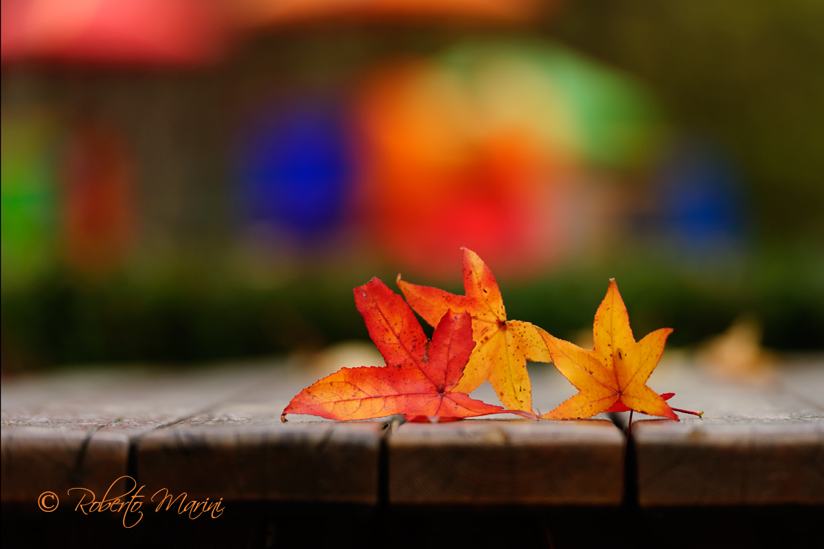 united colors of autumn