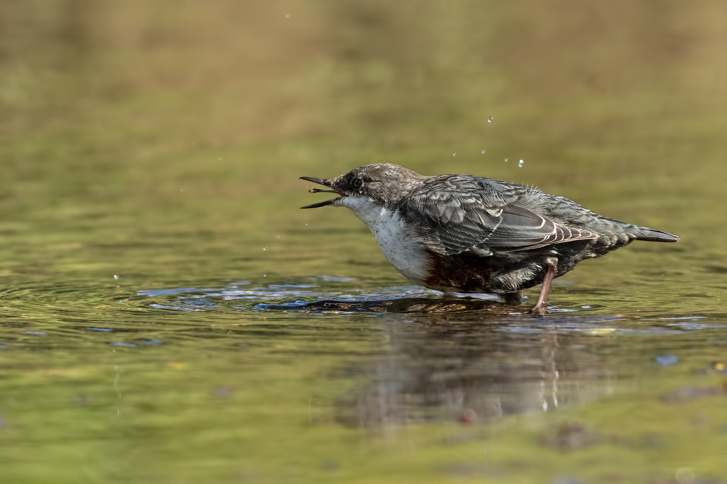 Dipper with larva on the tongue