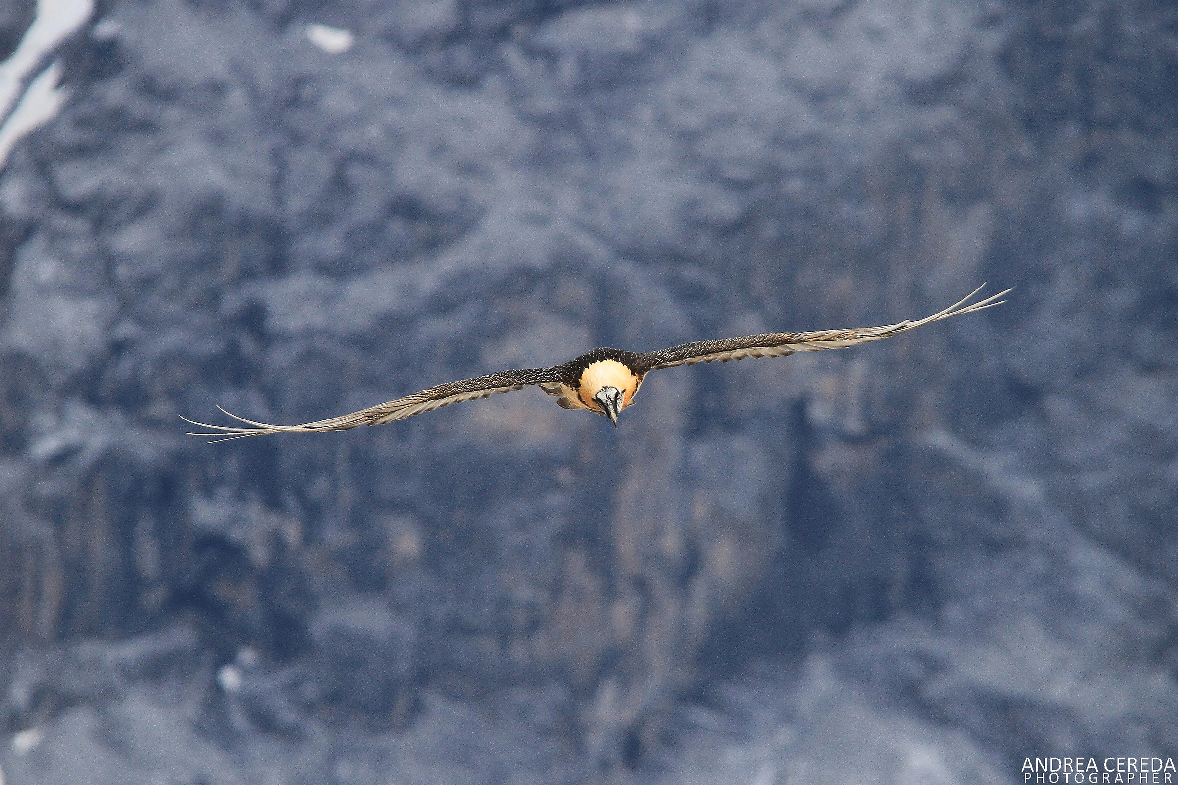 Gypaetus barbatus - Gipeto