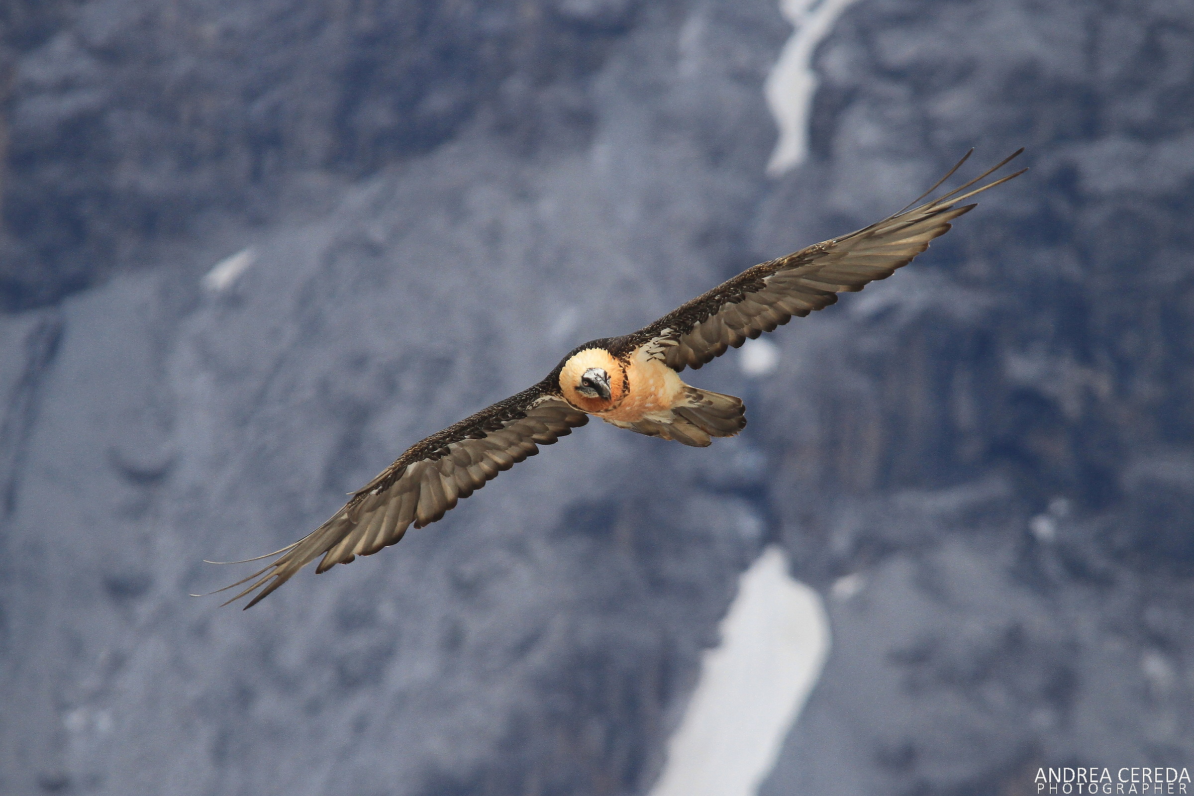Gypaetus barbatus - Gipeto