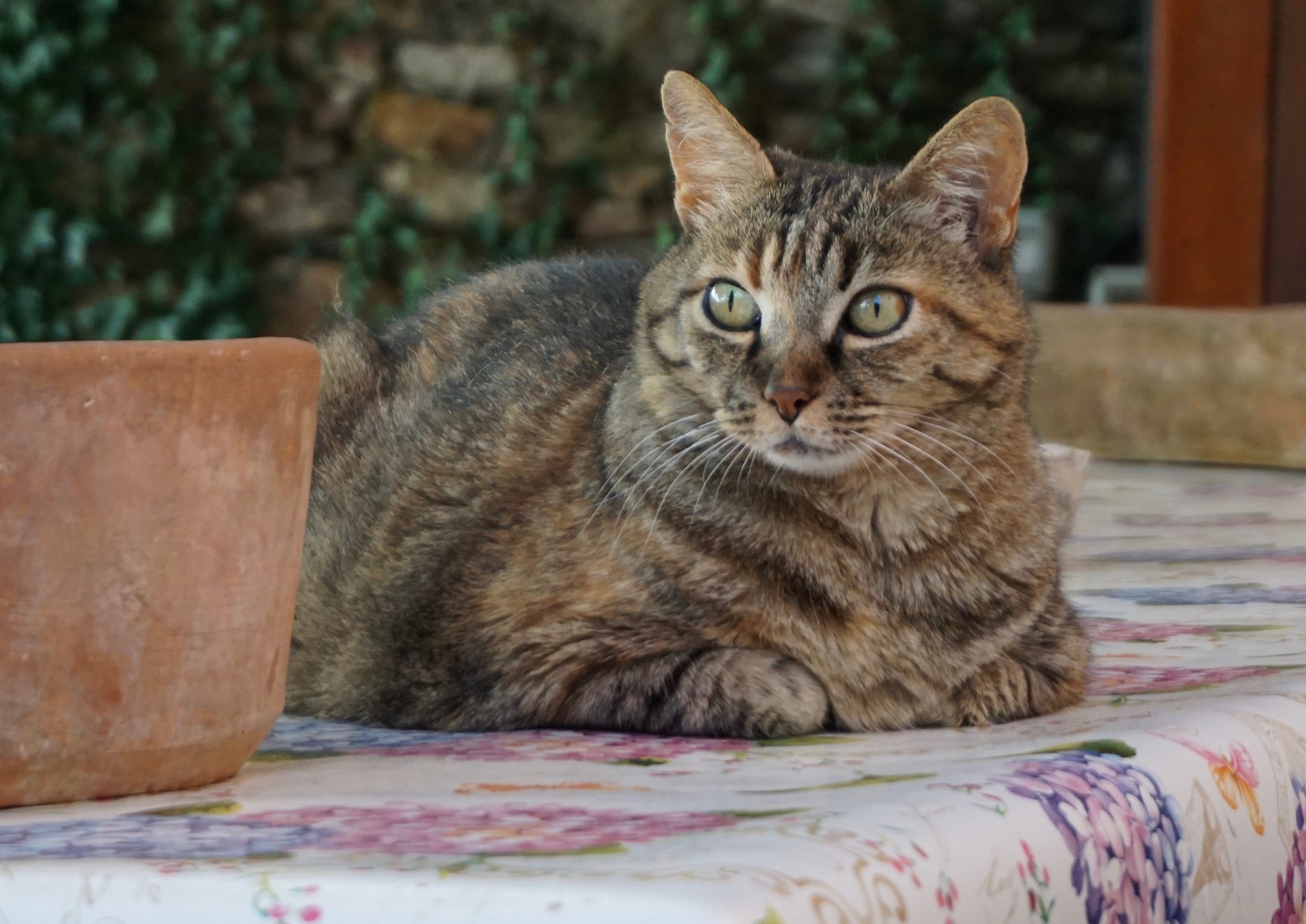 The cat is on the table