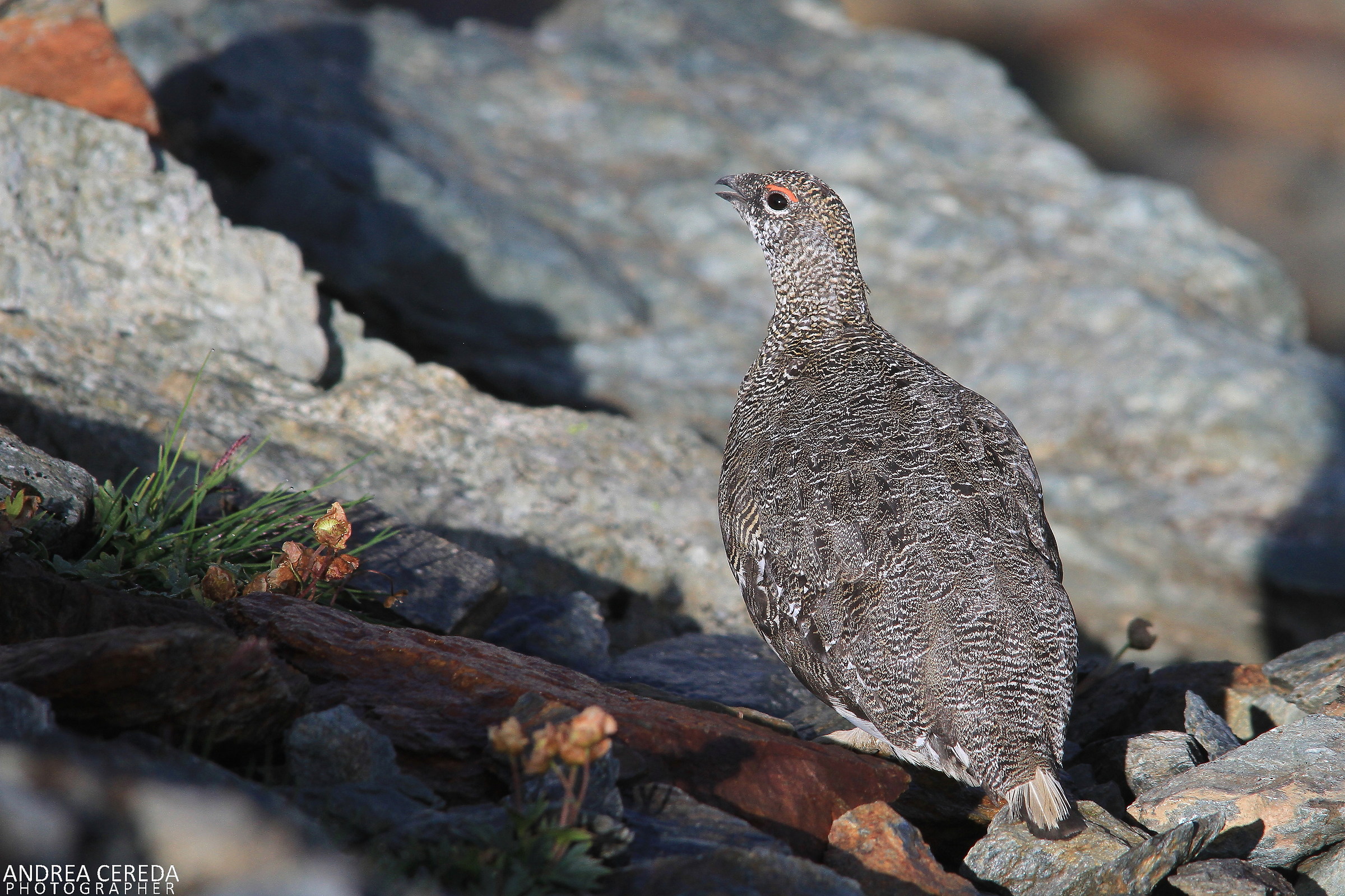 Lagopus muta ssp helvetica - Pernice bianca