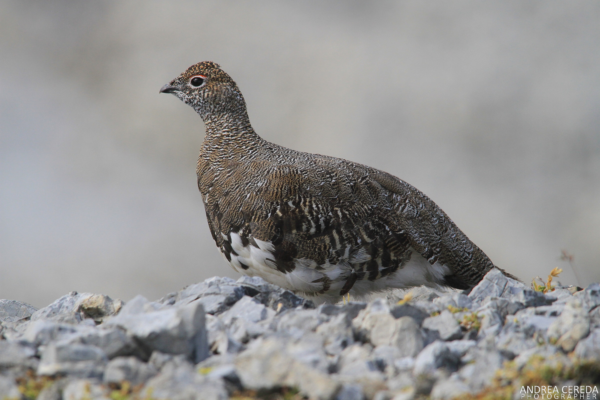 Lagopus muta ssp helvetica - Pernice bianca