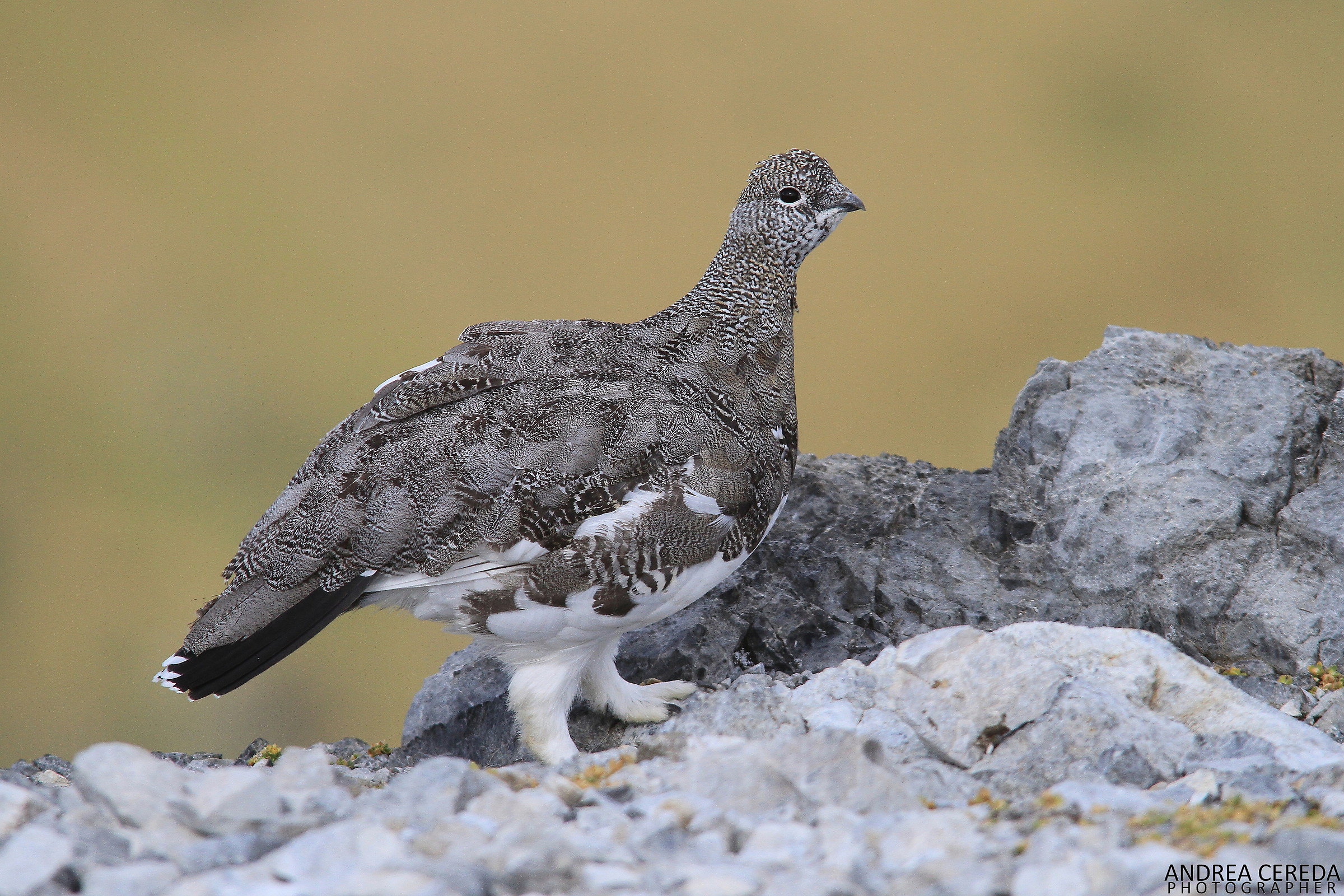 Lagopus muta ssp helvetica - Pernice bianca