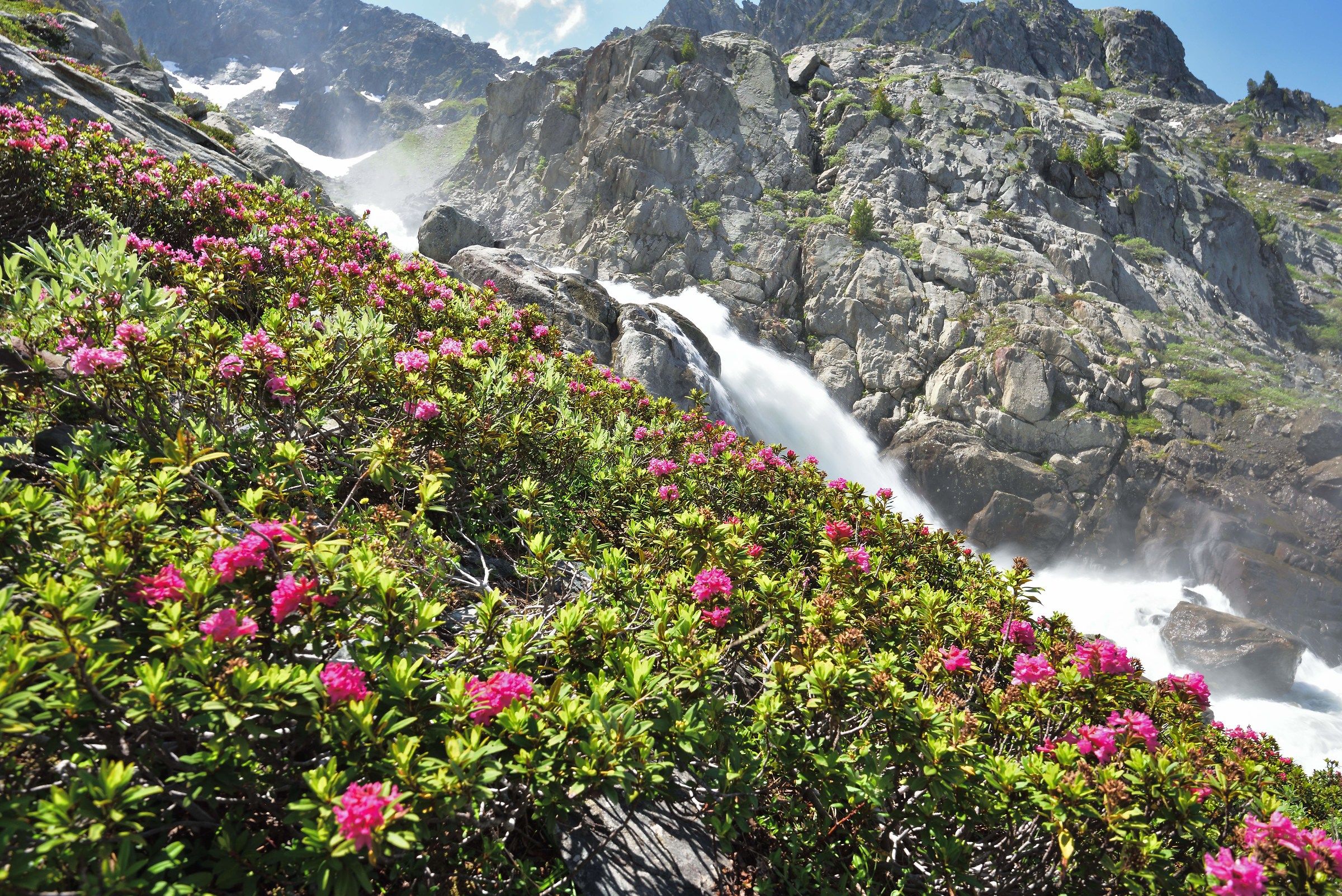 We are at the end with beautiful rhododendrons