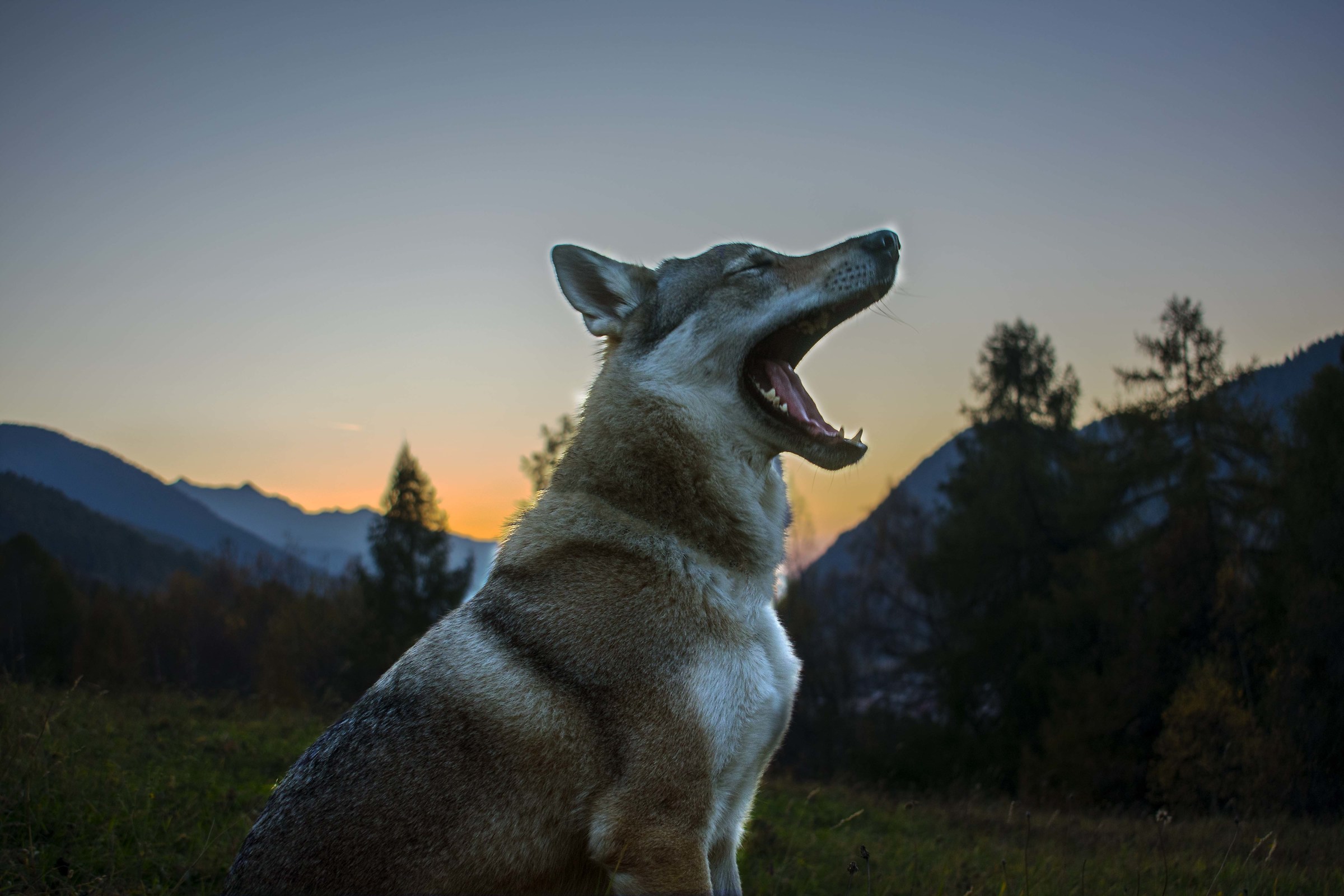 Wild hearts belong to nature
