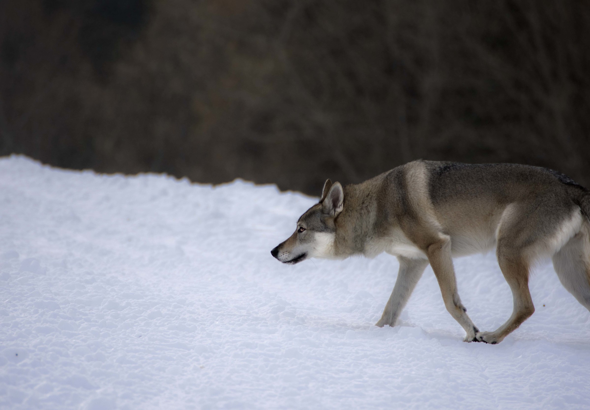 Silent as snow from the sky