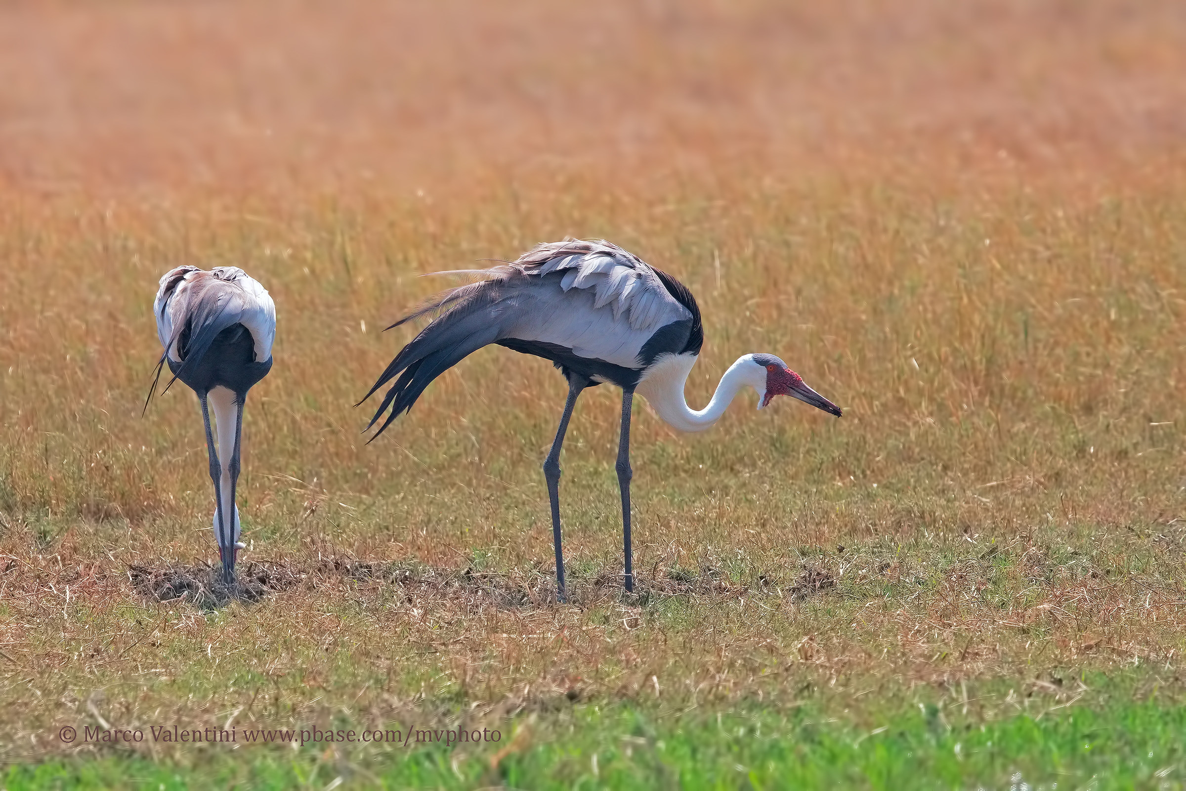 Crane Wattled