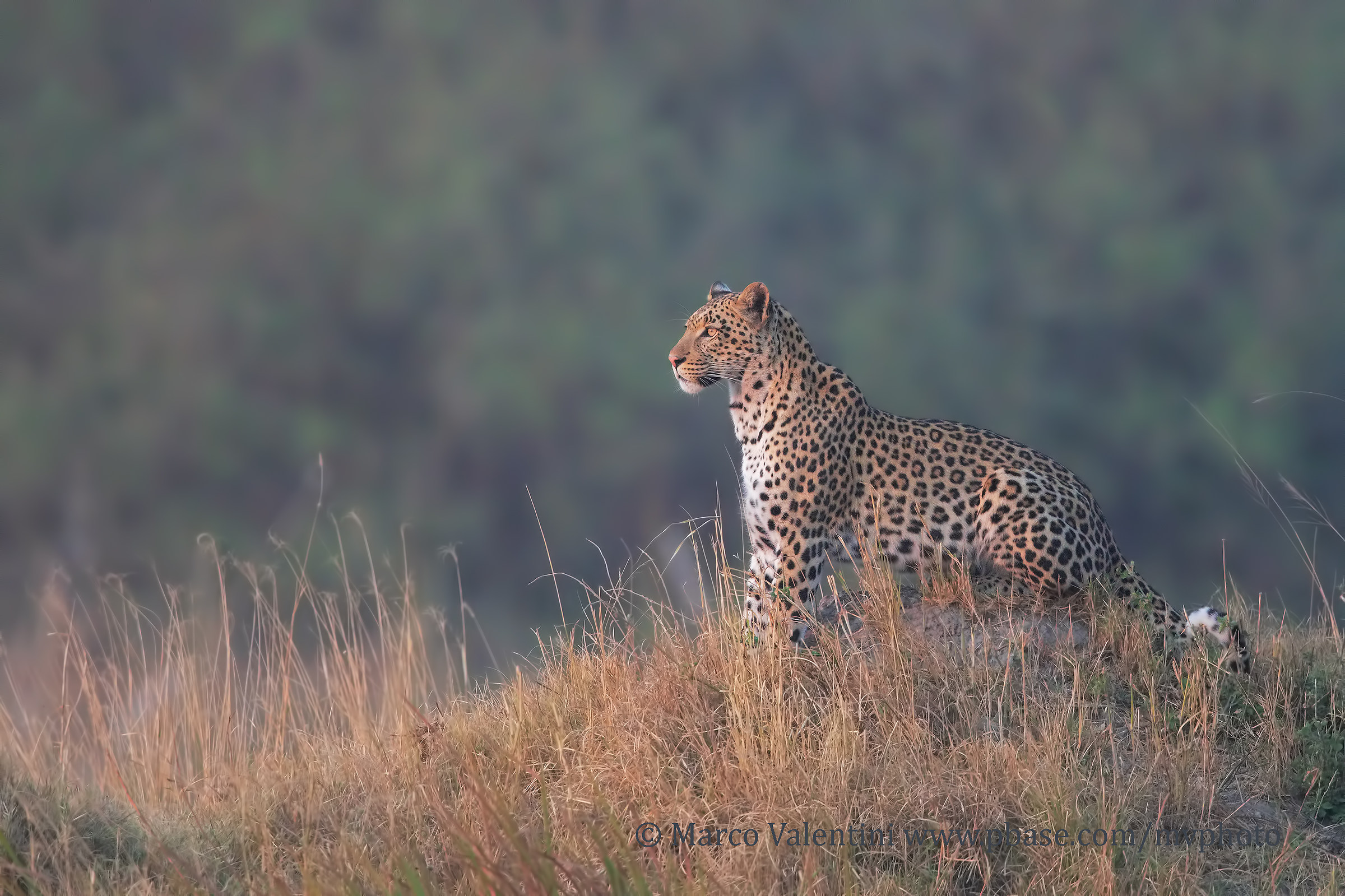 In the Realm of nature