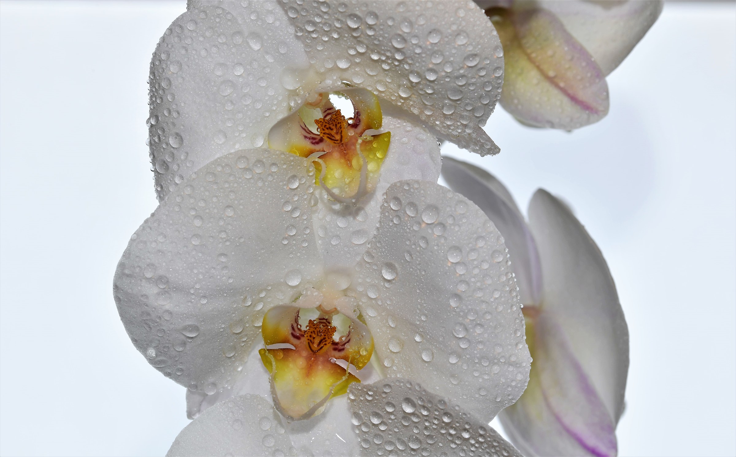 Orchids: The most beautiful species to decorate the house