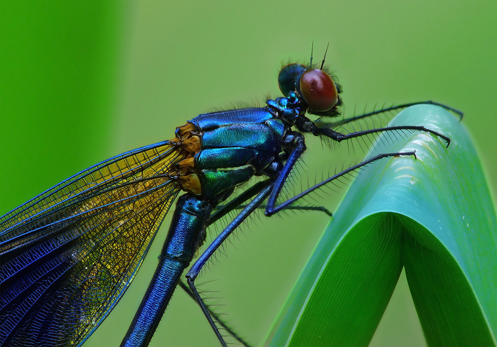 300 f2.8 with Macro lens