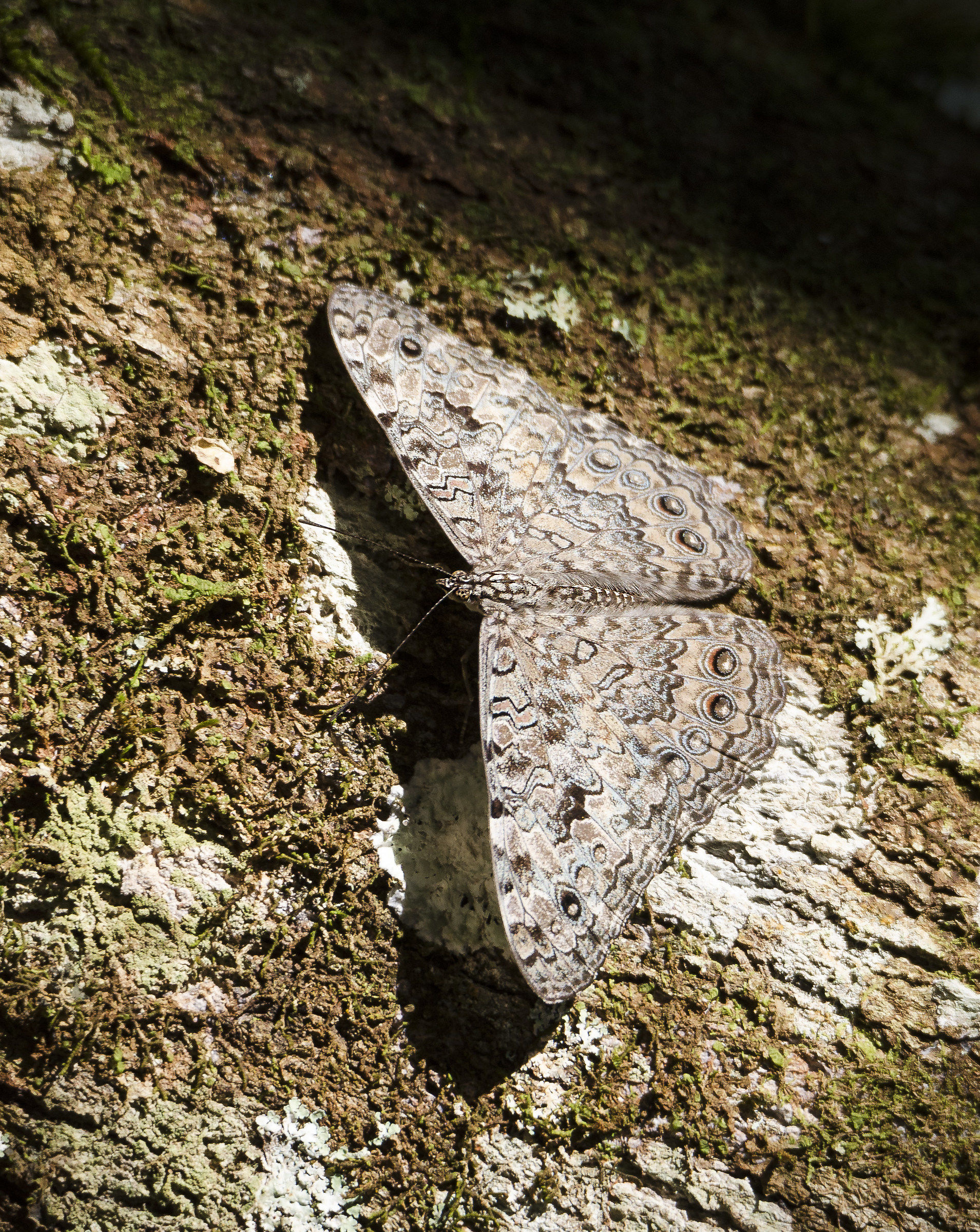 Pororò ocelos rojos