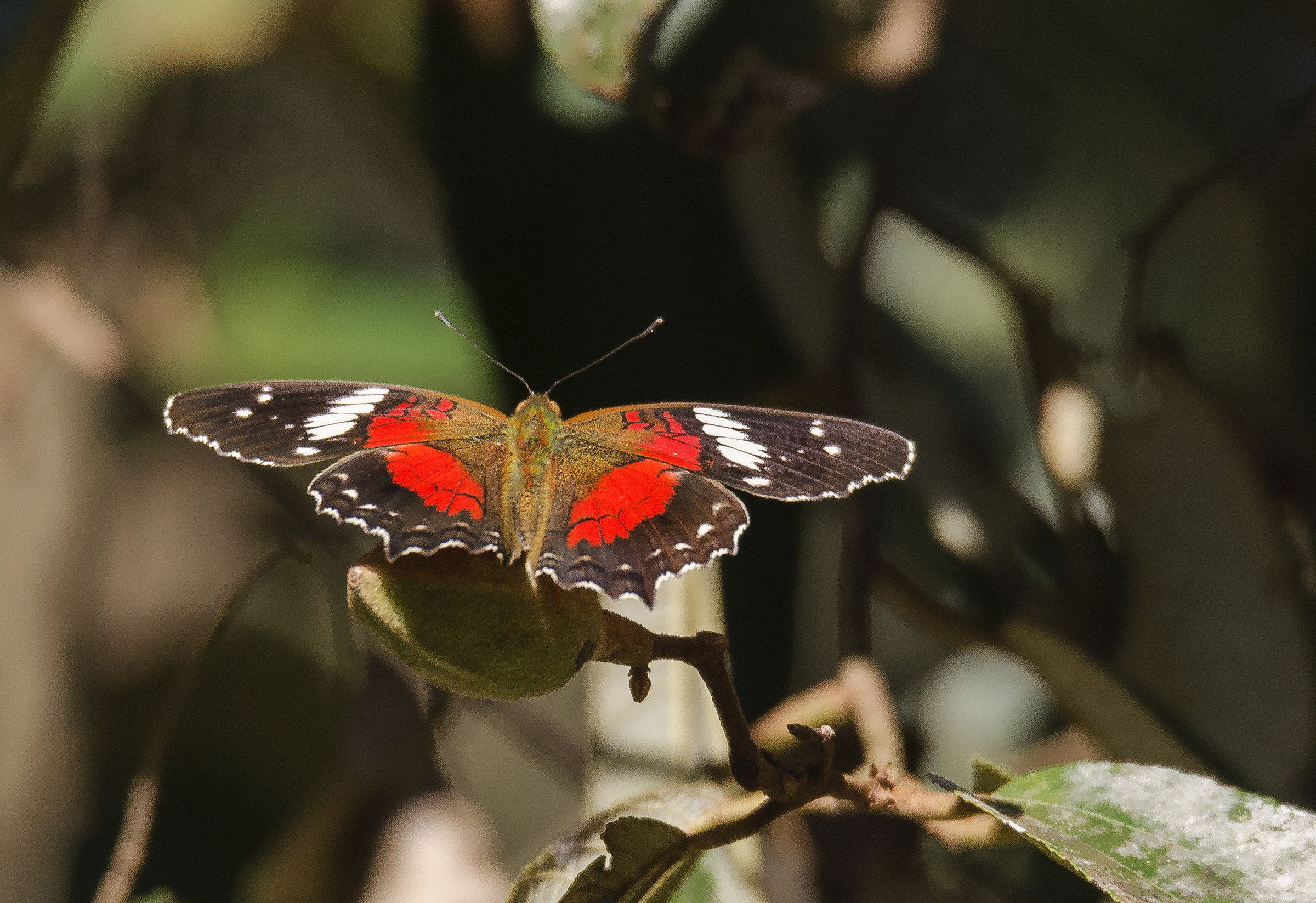 Princesa roja (principesa rossa)