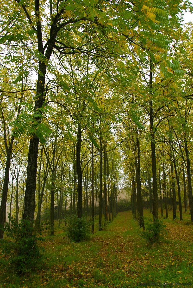 autumn in monferrato